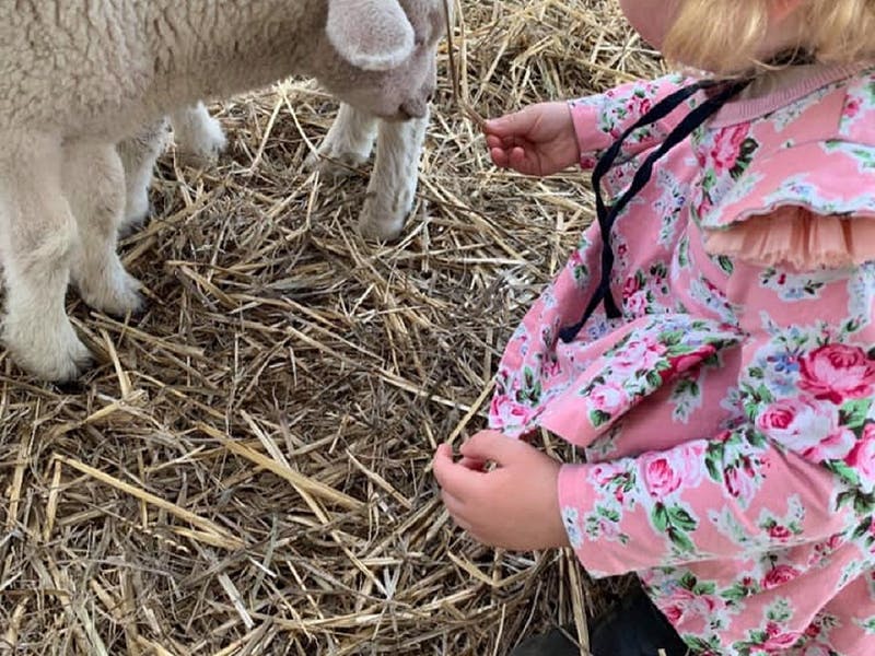 Little girl with lamb