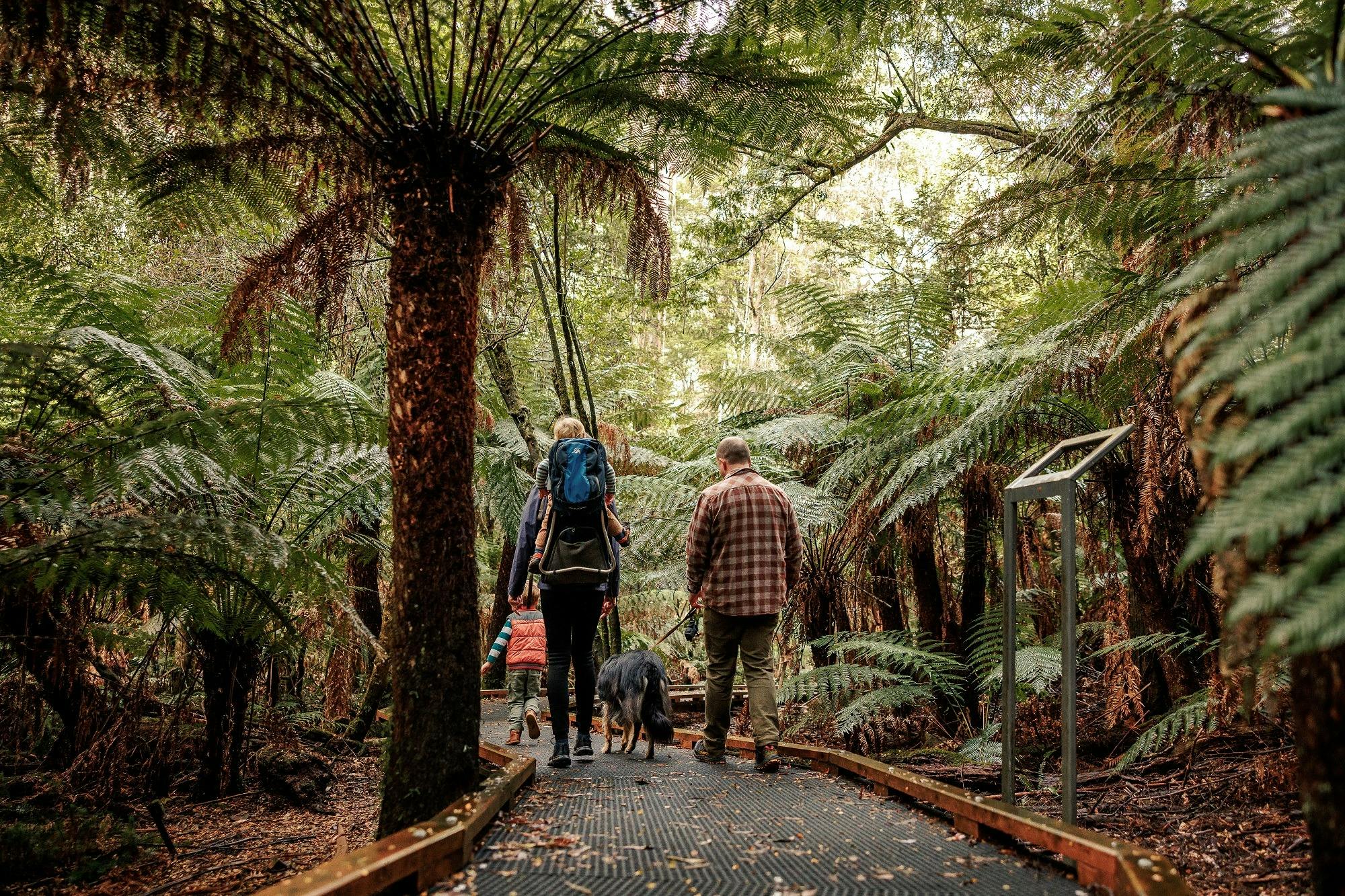 A family walking across a boardwalk in the forest.