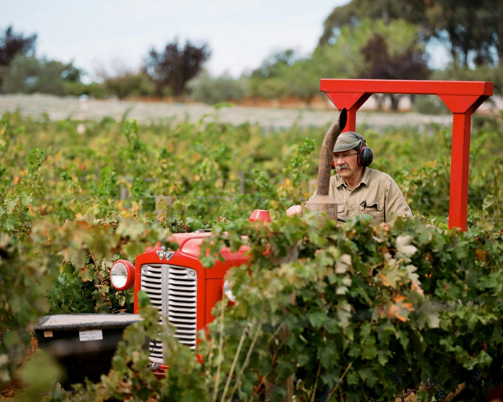 In The Vineyard