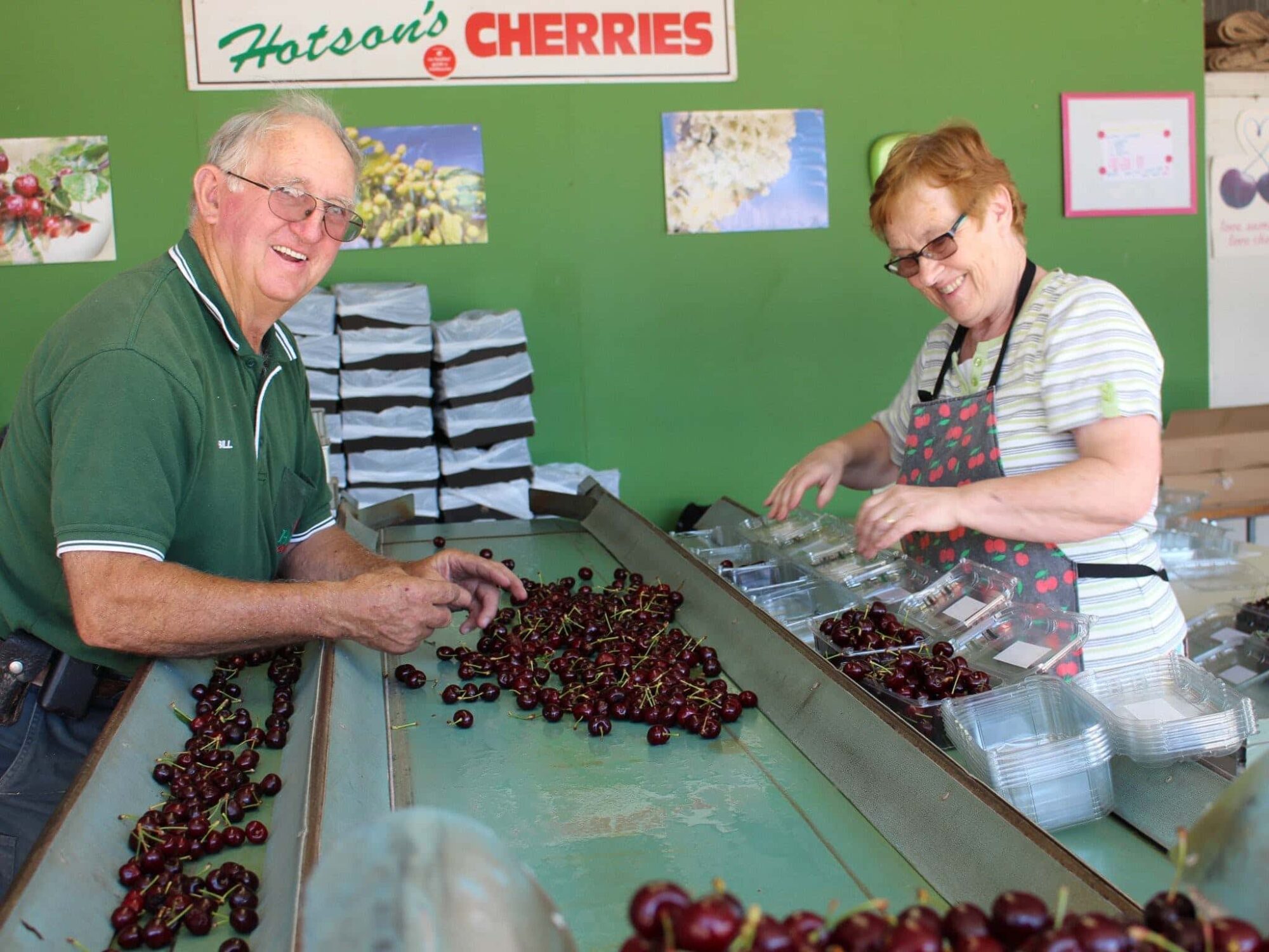 Bill & Lois Hotson sorting cherries into plastic punnets on grading belt in  packing shed