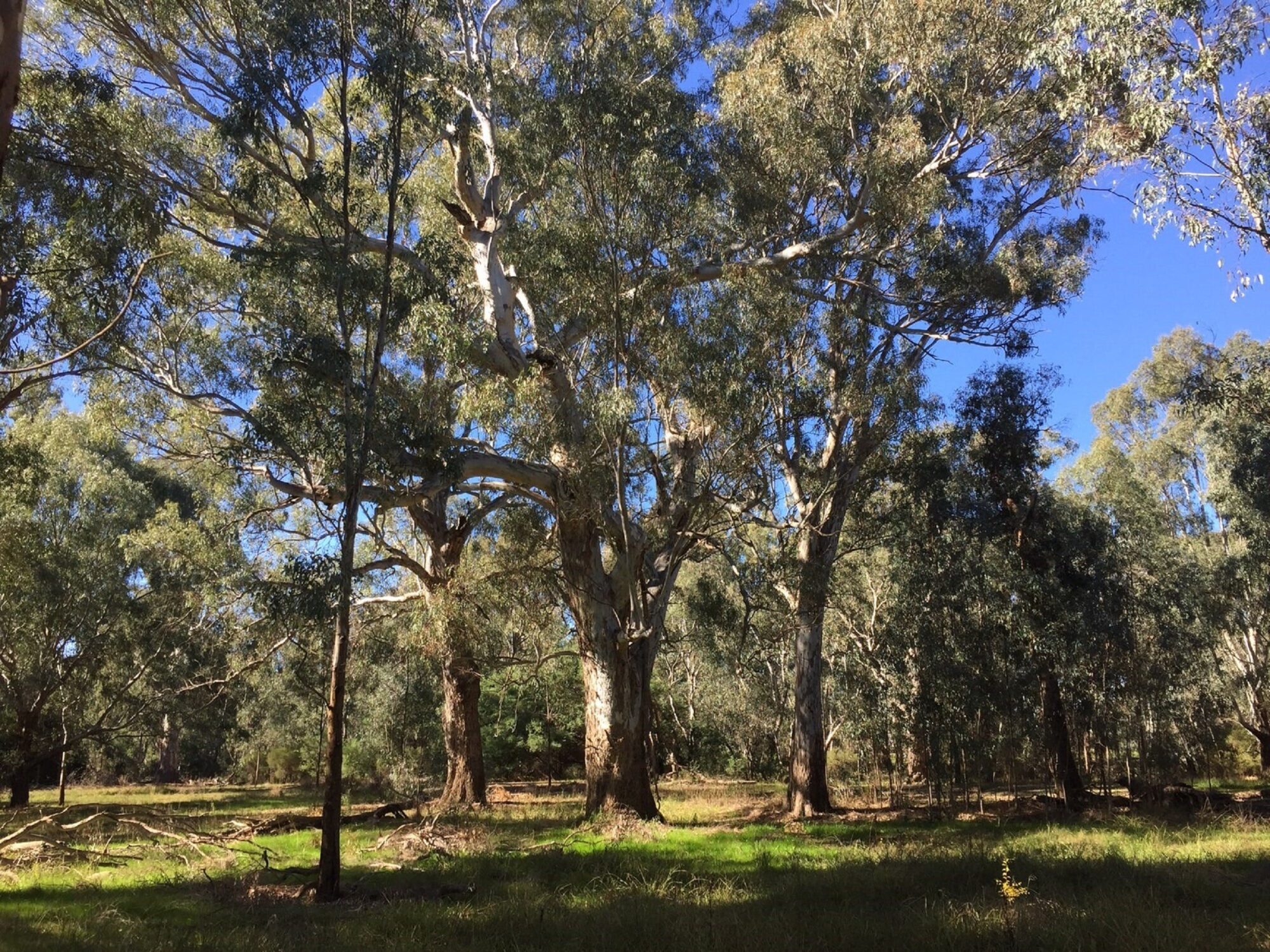 Huge gum tree in the middle with directional branches, smaller gum trees, blue sky, green grass