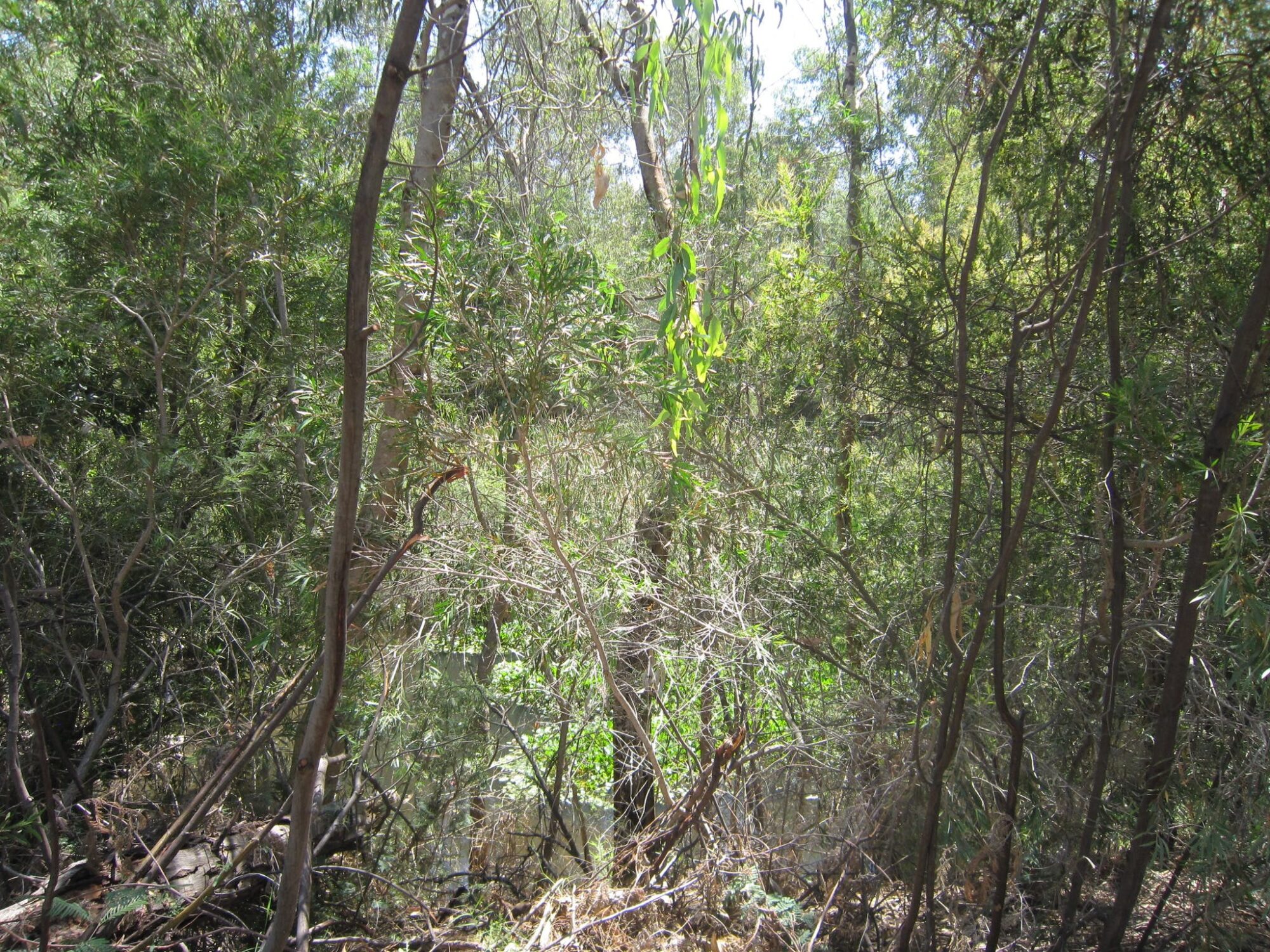 bush wetlands gum trees vegetation