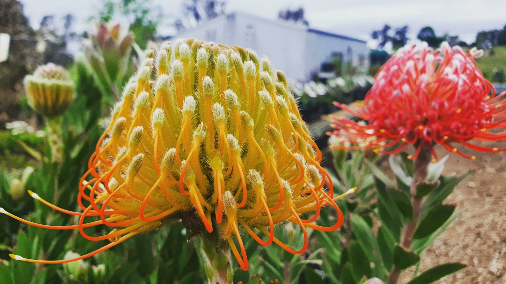 Leucospermum