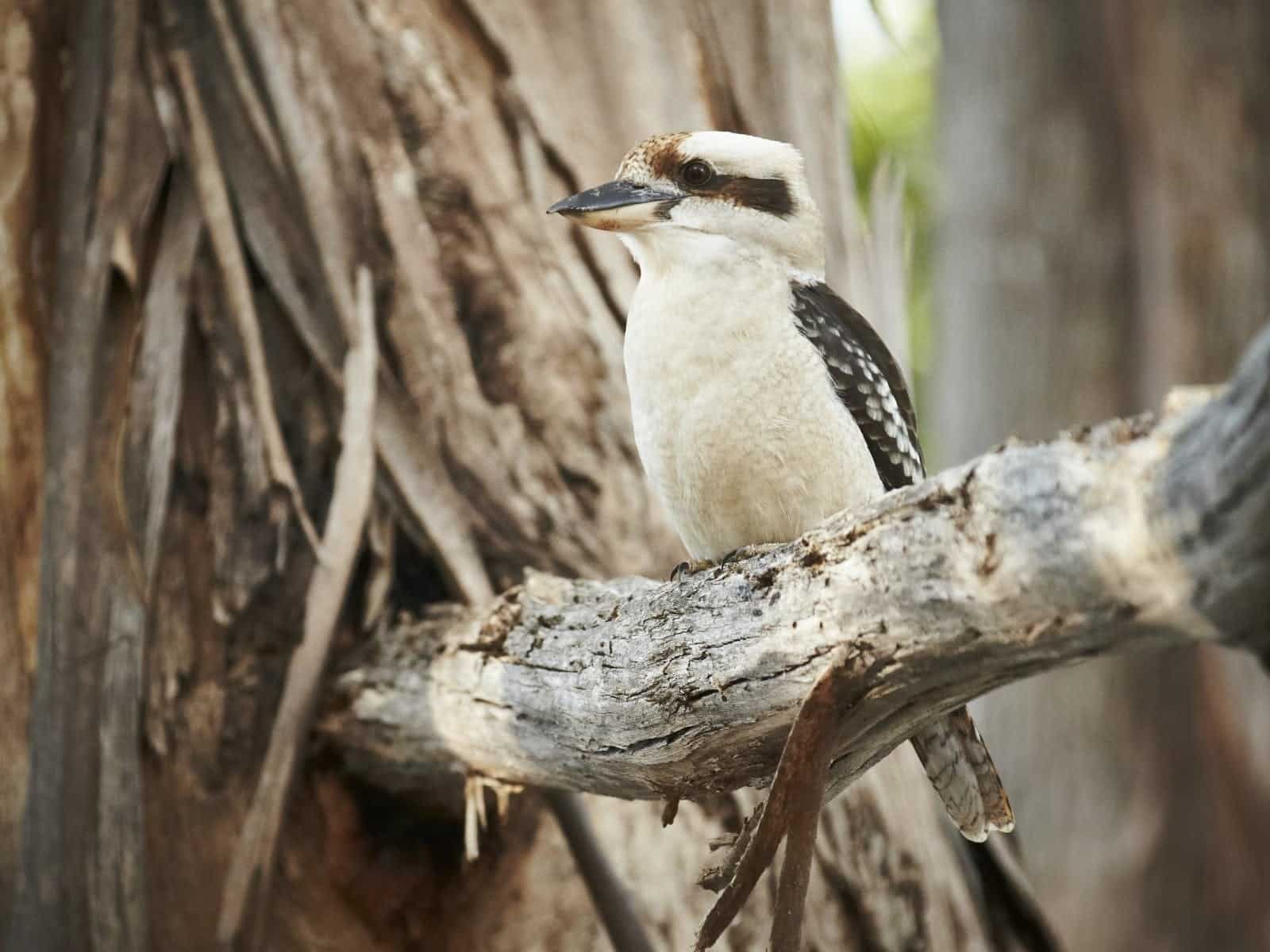 Kookaburra sitting on a tree branch.