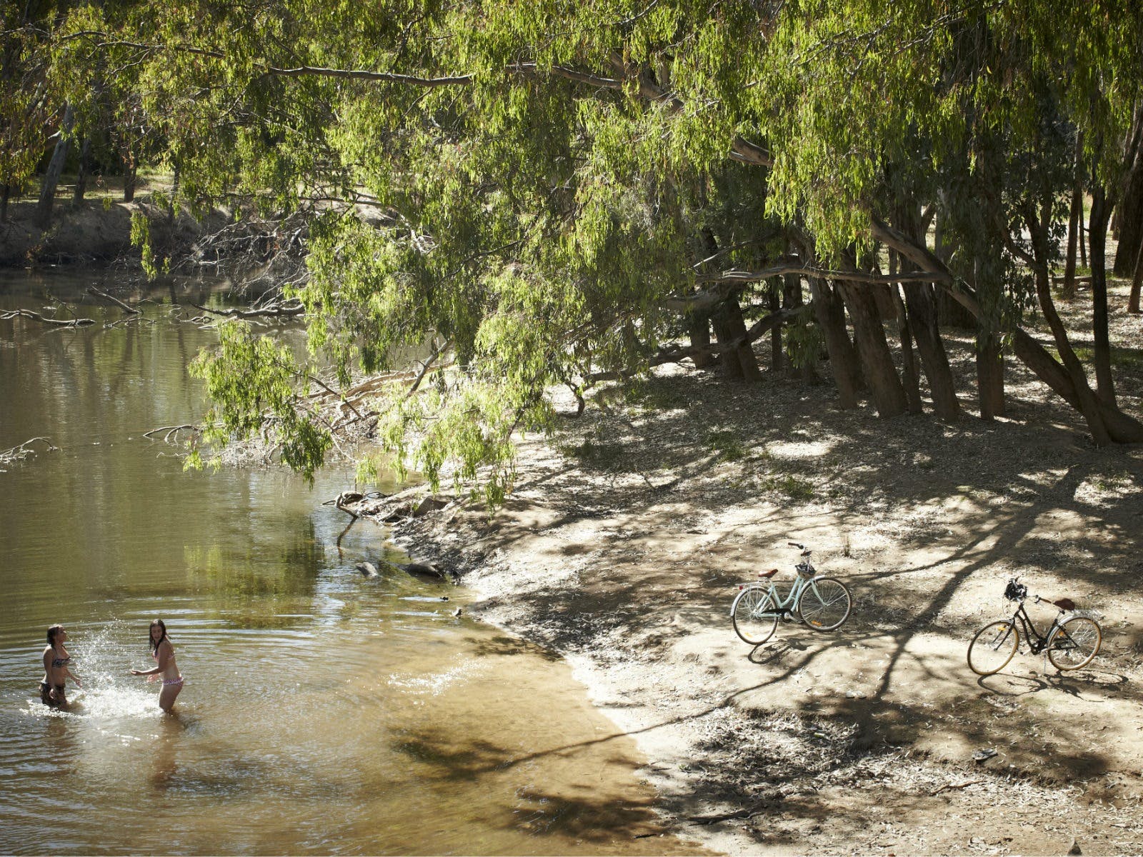 People swimming in Ovens River on a summer day, sandbar wattle trees