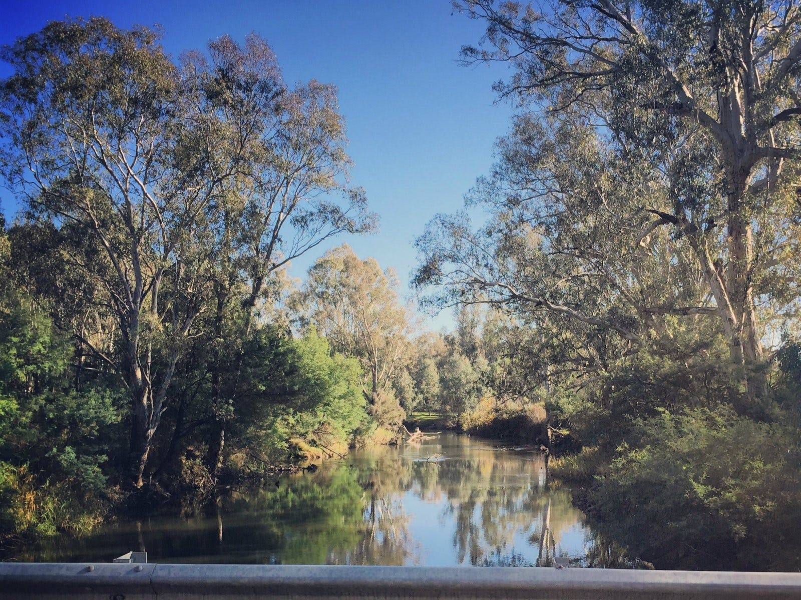 View of the Ovens river on a sunny day looking towards the bush camping reserve gum and wattle trees