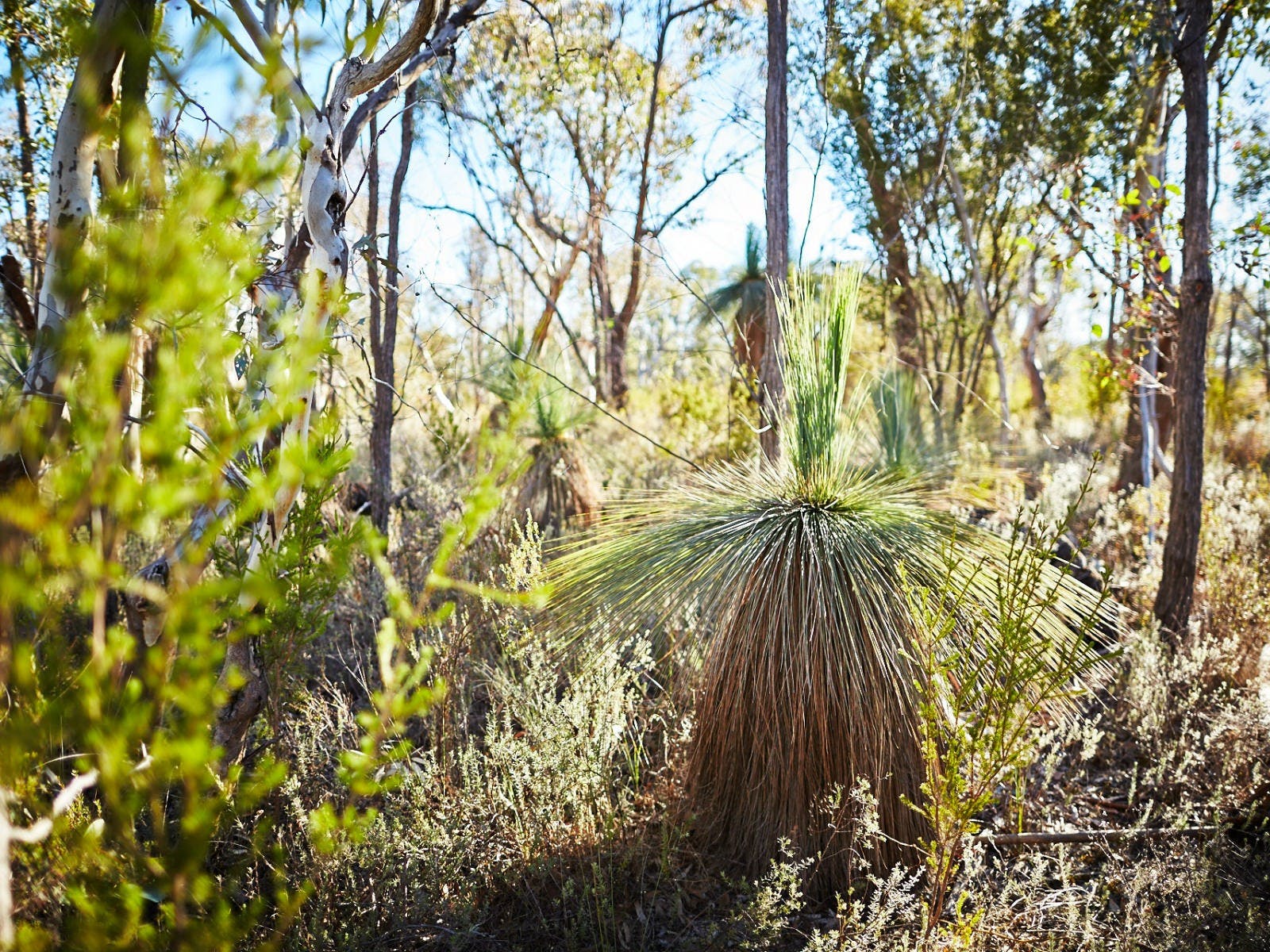 Grass tree, other native trees and bushes, native grasses, sunny day.