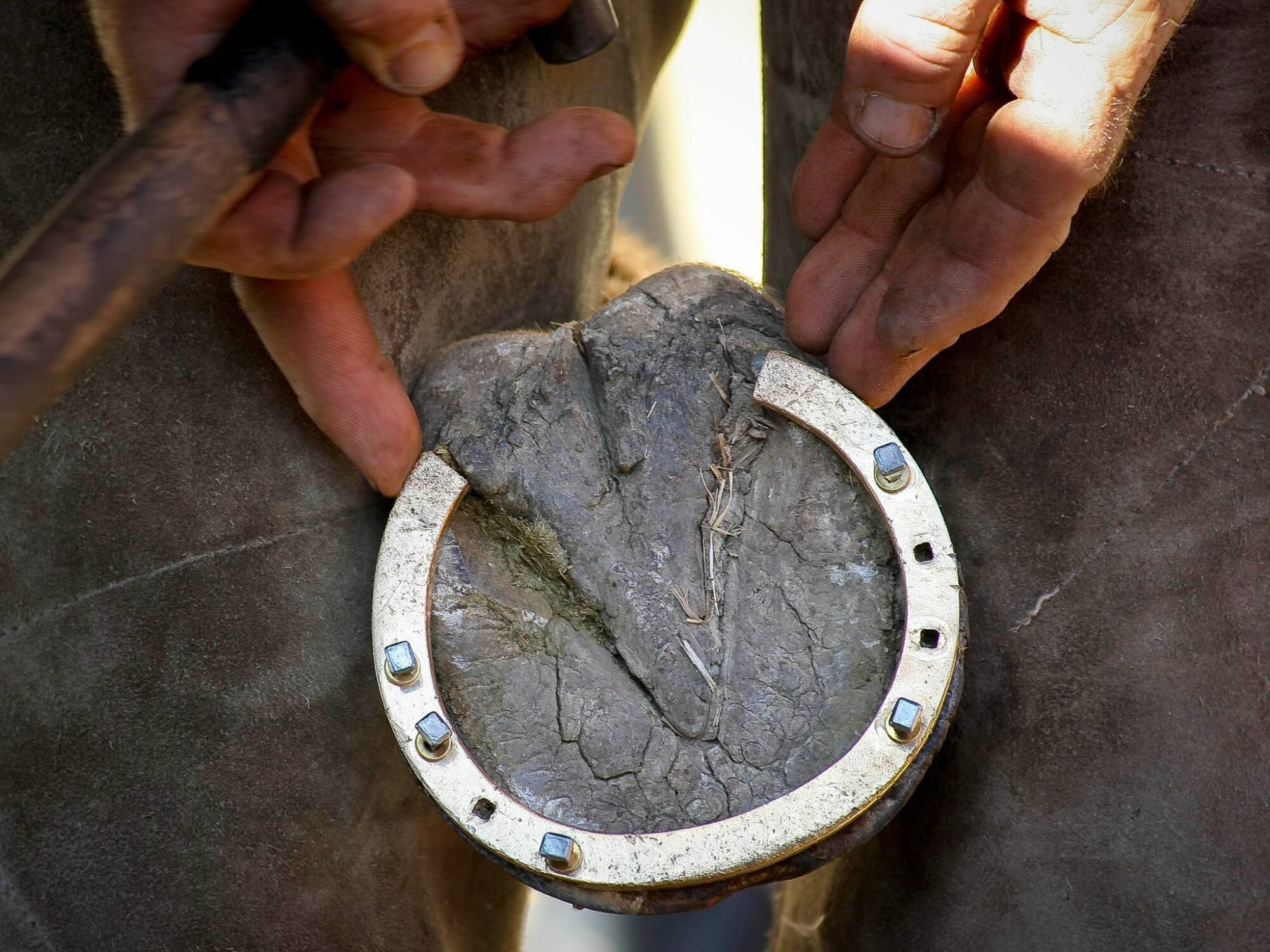 gold laden horseshoes being shoed to a horse