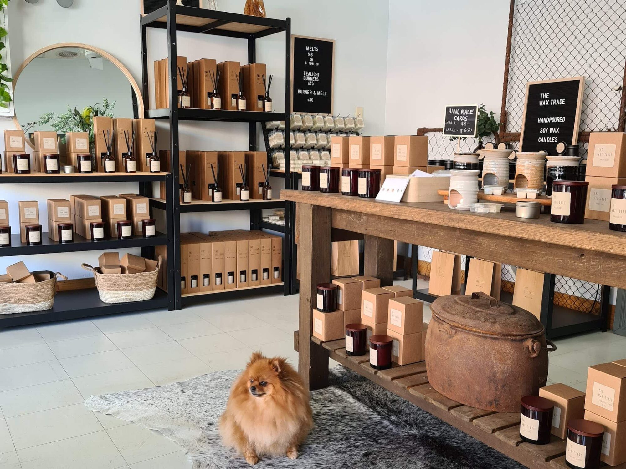 Reed diffusers with dog sitting in front of shelves