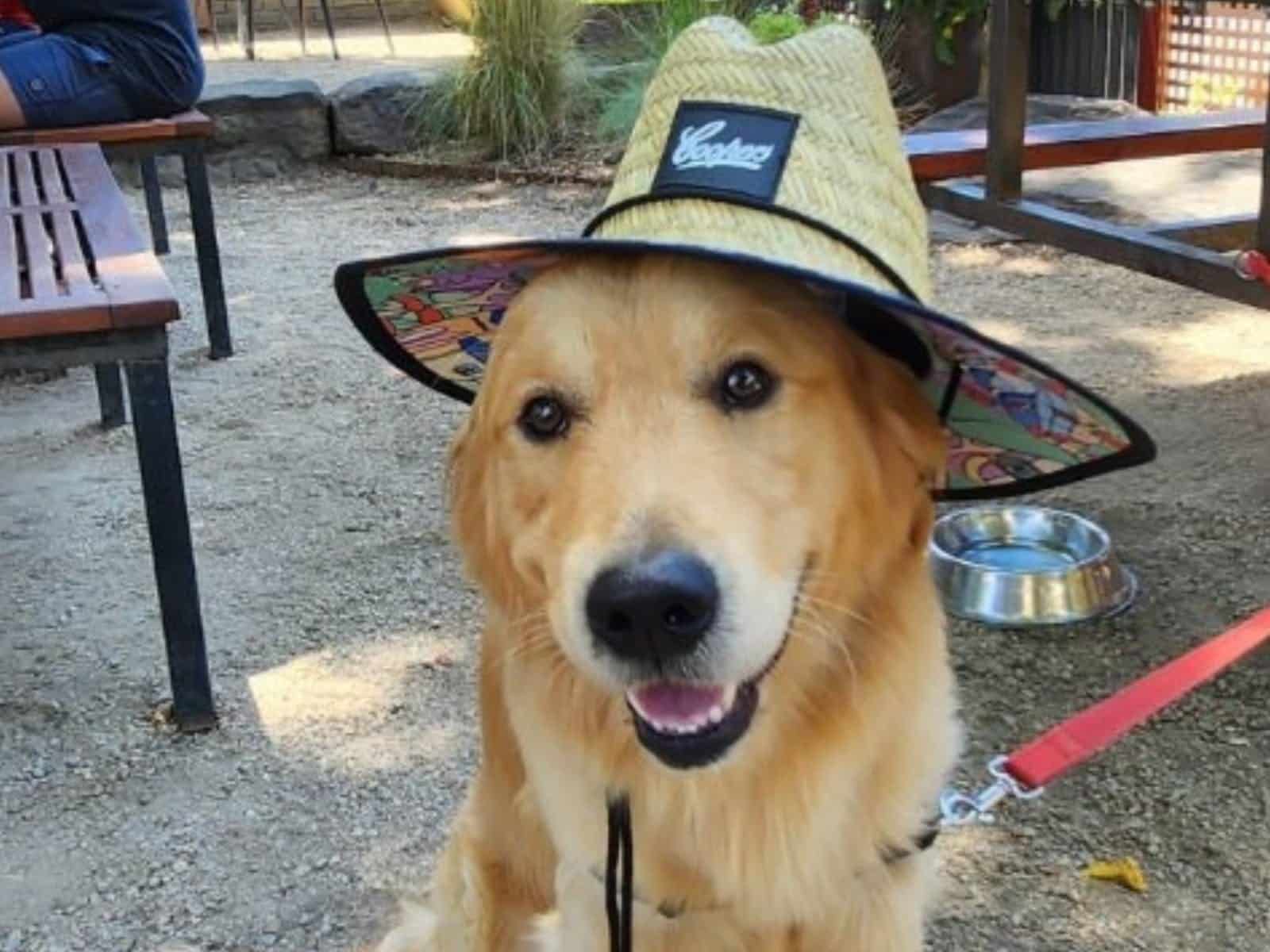 Dog in the Courtyard wearing a hat