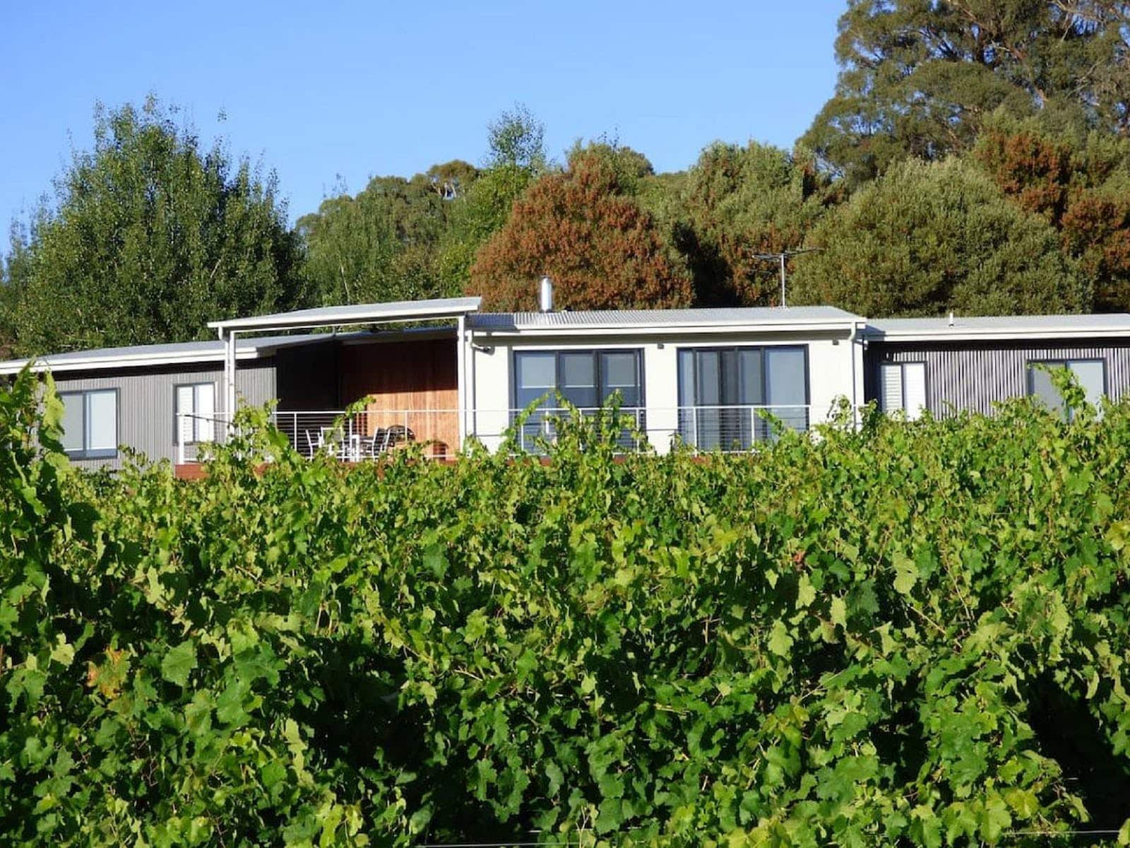 lush green grapevines in the foreground and with accommodation behind