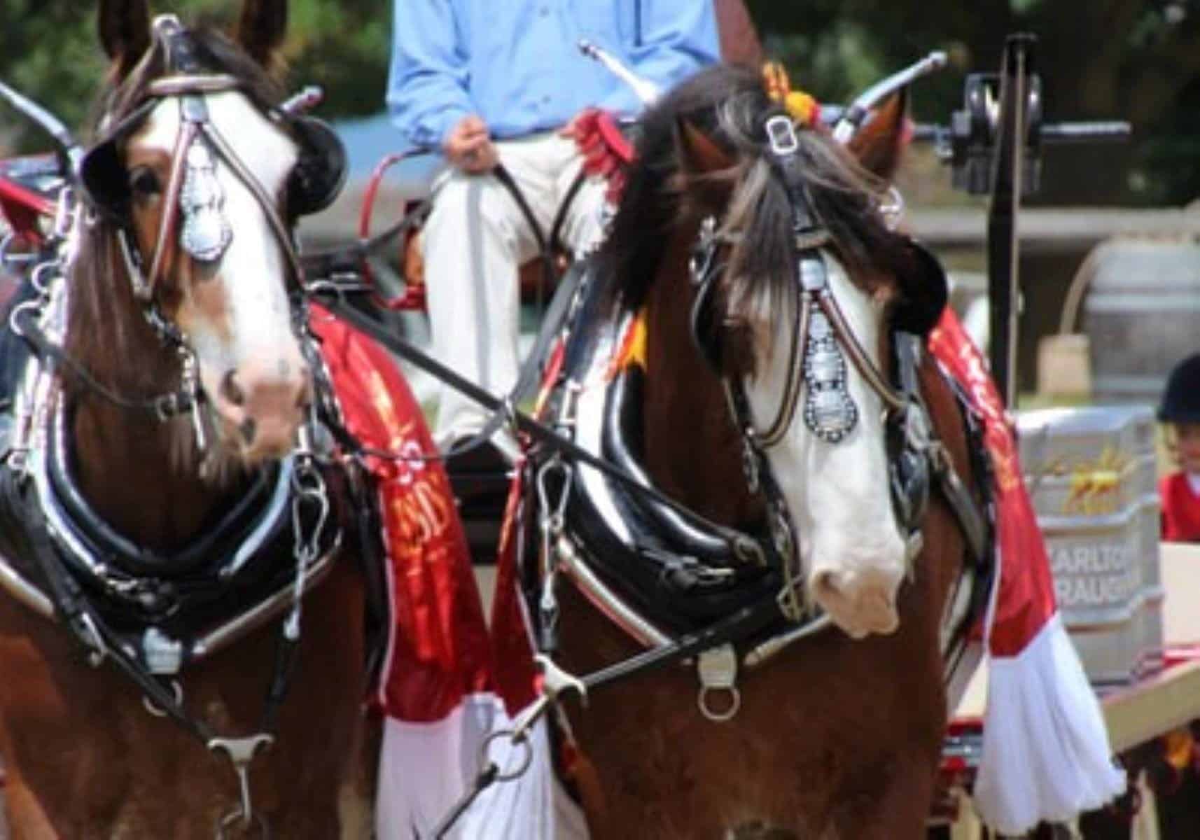 Mansfield Show Clydesdales