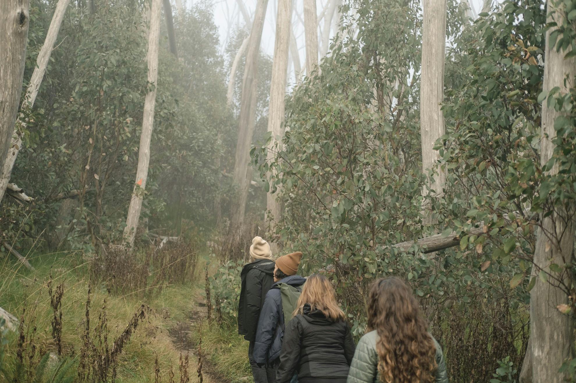 Walking track