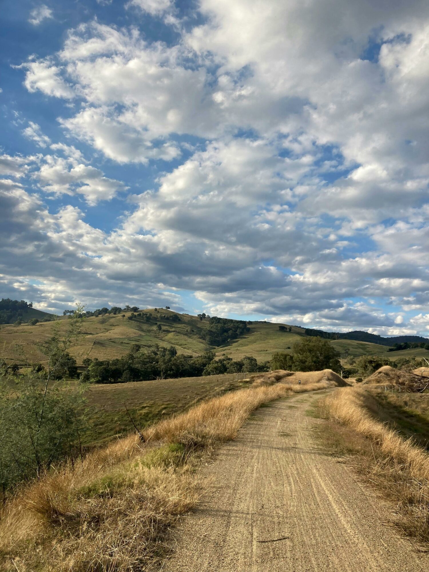 High Country Rail Trail through paddocks with dry standing grass. Golden sunlight, fluffy clouds