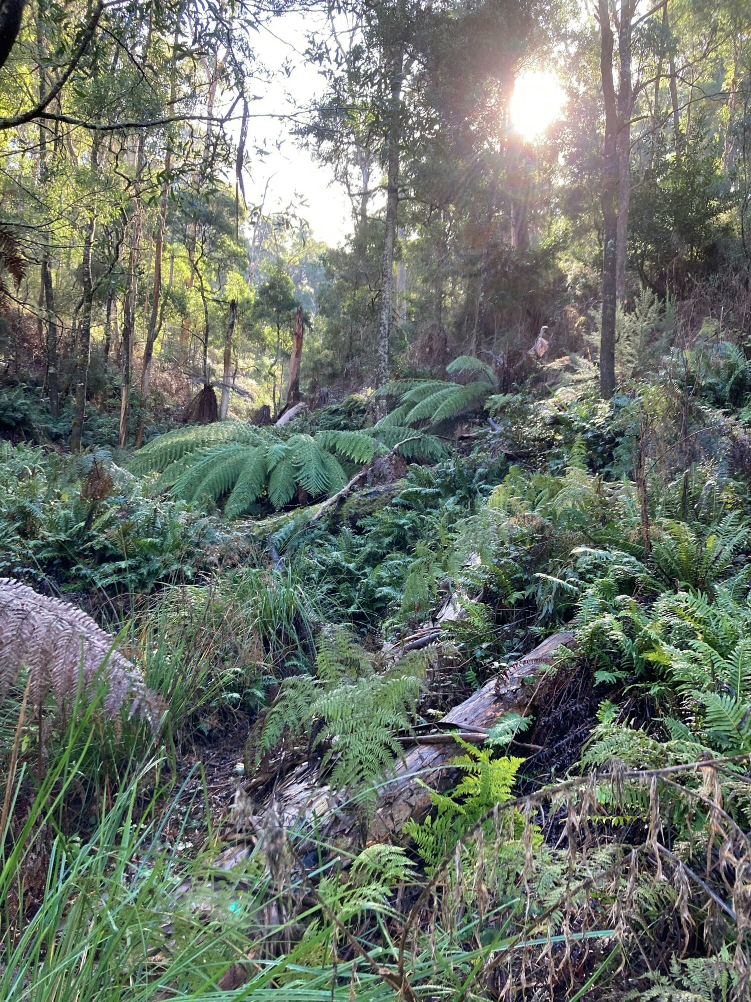 Along the Mountain Creek Nature Trail, the light filters through the canopy onto the ferns below