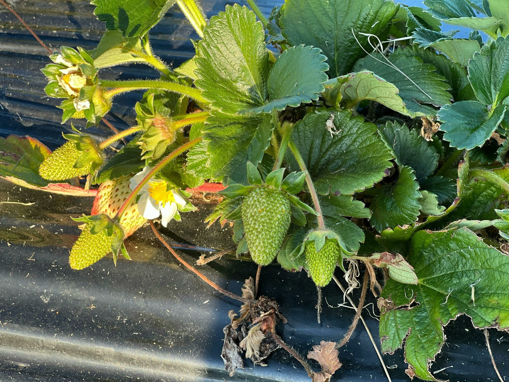 These strawberries are well on their way to becoming the delicious and luscious berries we love!