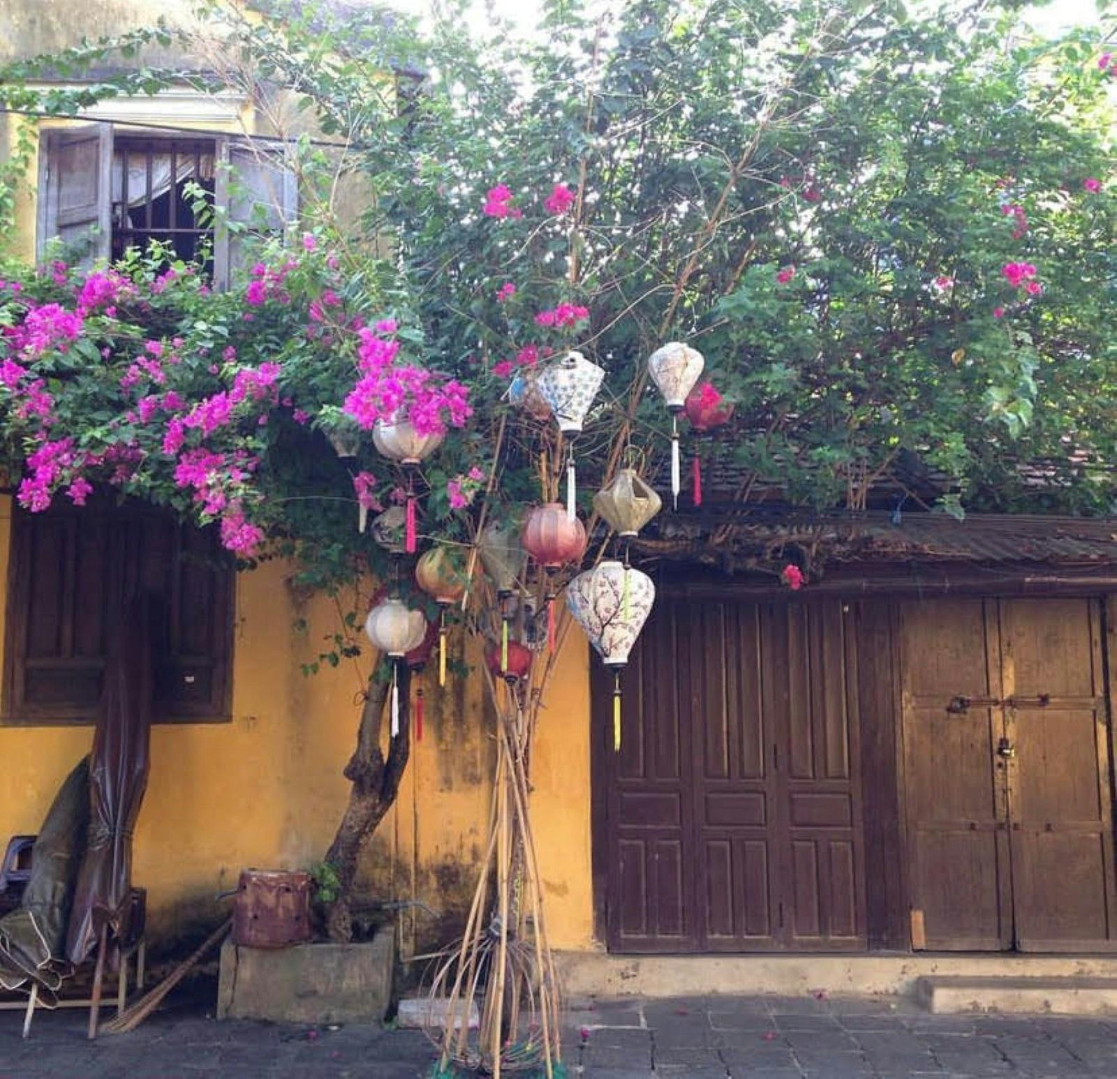 Laterns in a tree in Vietnam