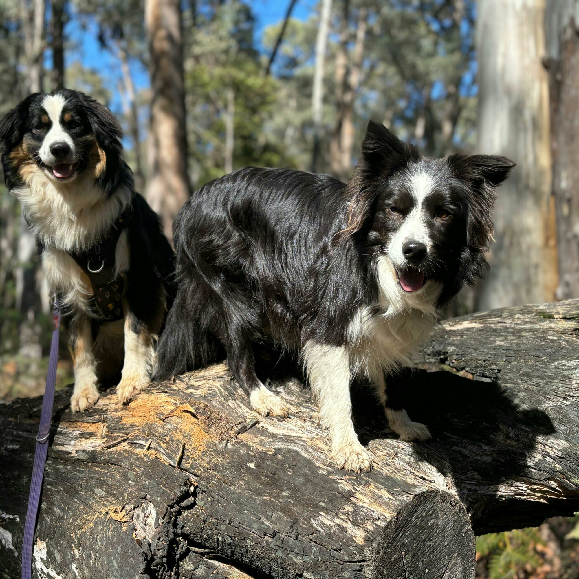 Two dogs standing on a log