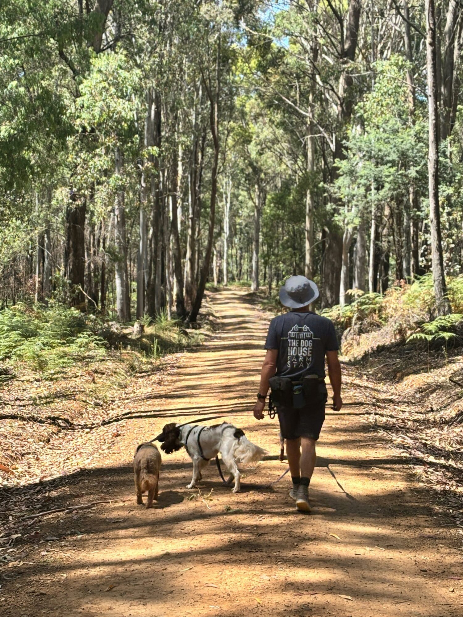 Dog walker and two dogs walking in the forest