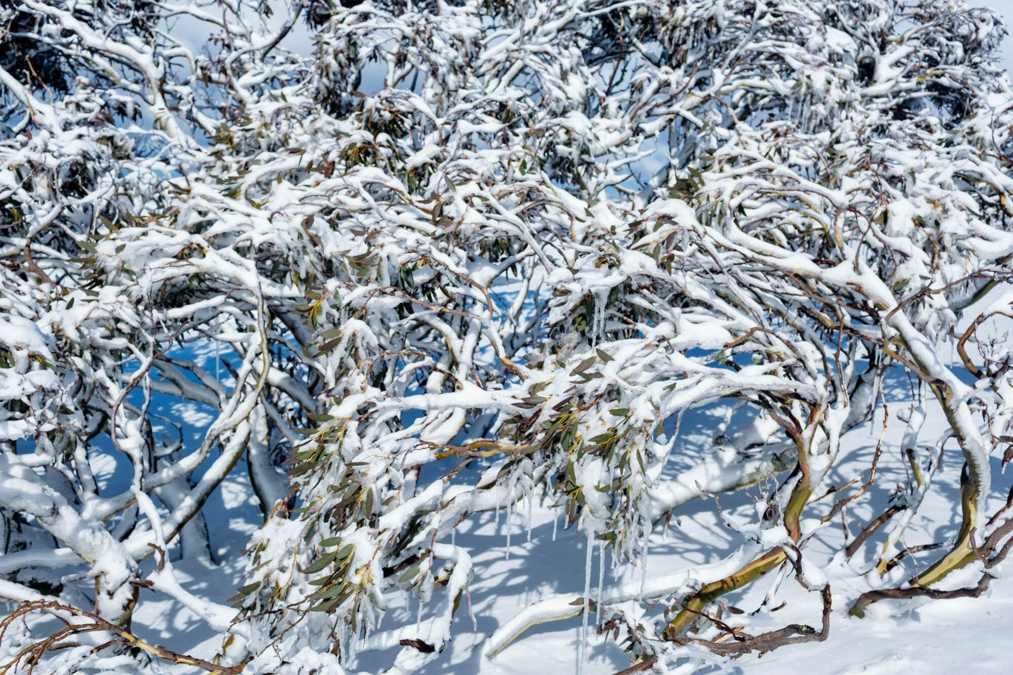 A detailed mid shot colour photo of snow-covered snow gum tree.