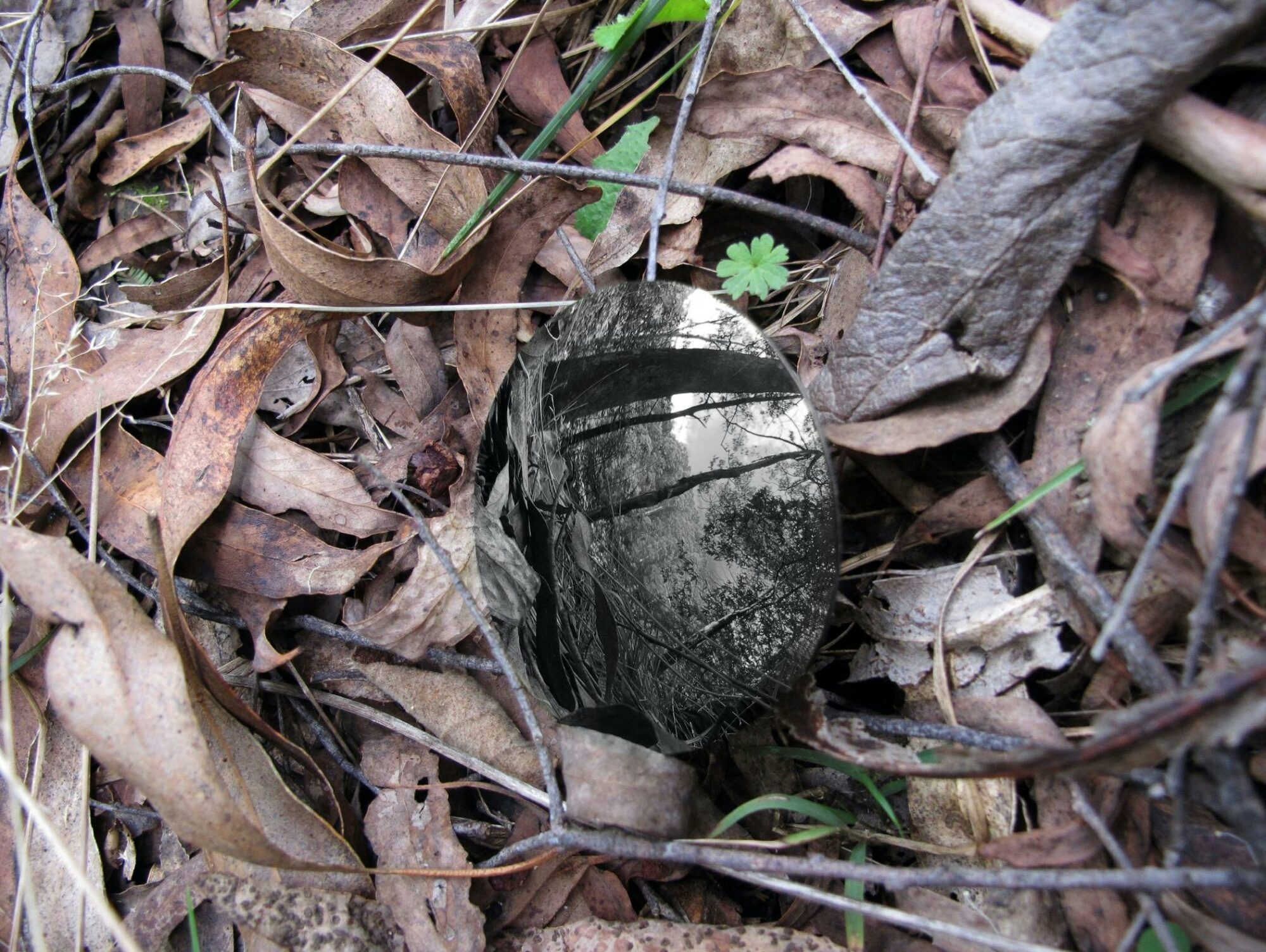 Round black mirror reflects trees, contrasting with dried gum leaves, twigs & bark on forest floor.