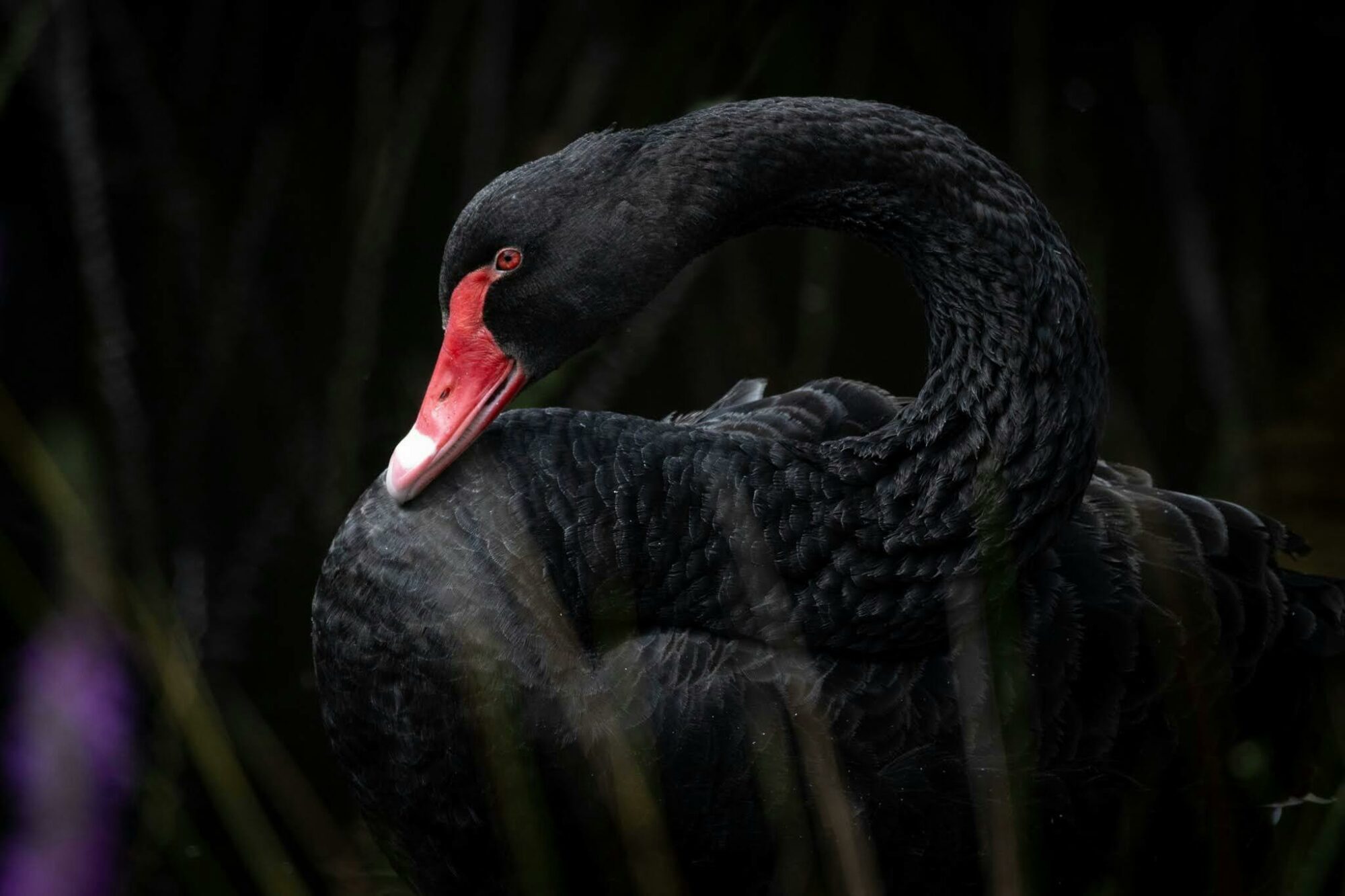 Black swan with dark background
