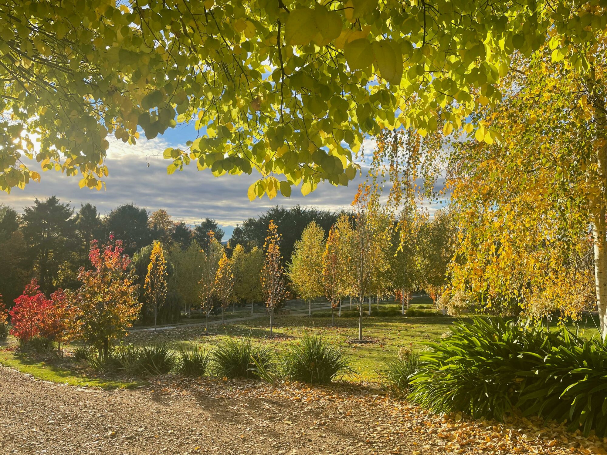 Open Gardens Victoria - The Rowe Garden stunning autumn colour