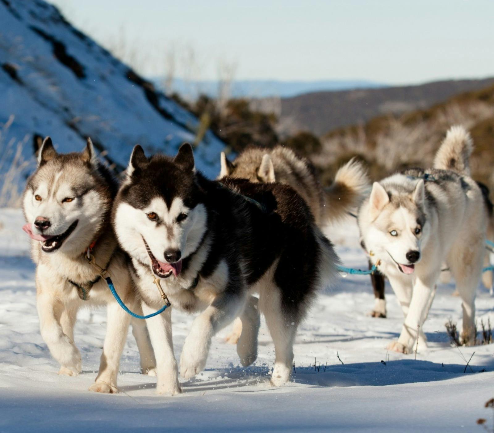 sled tour
