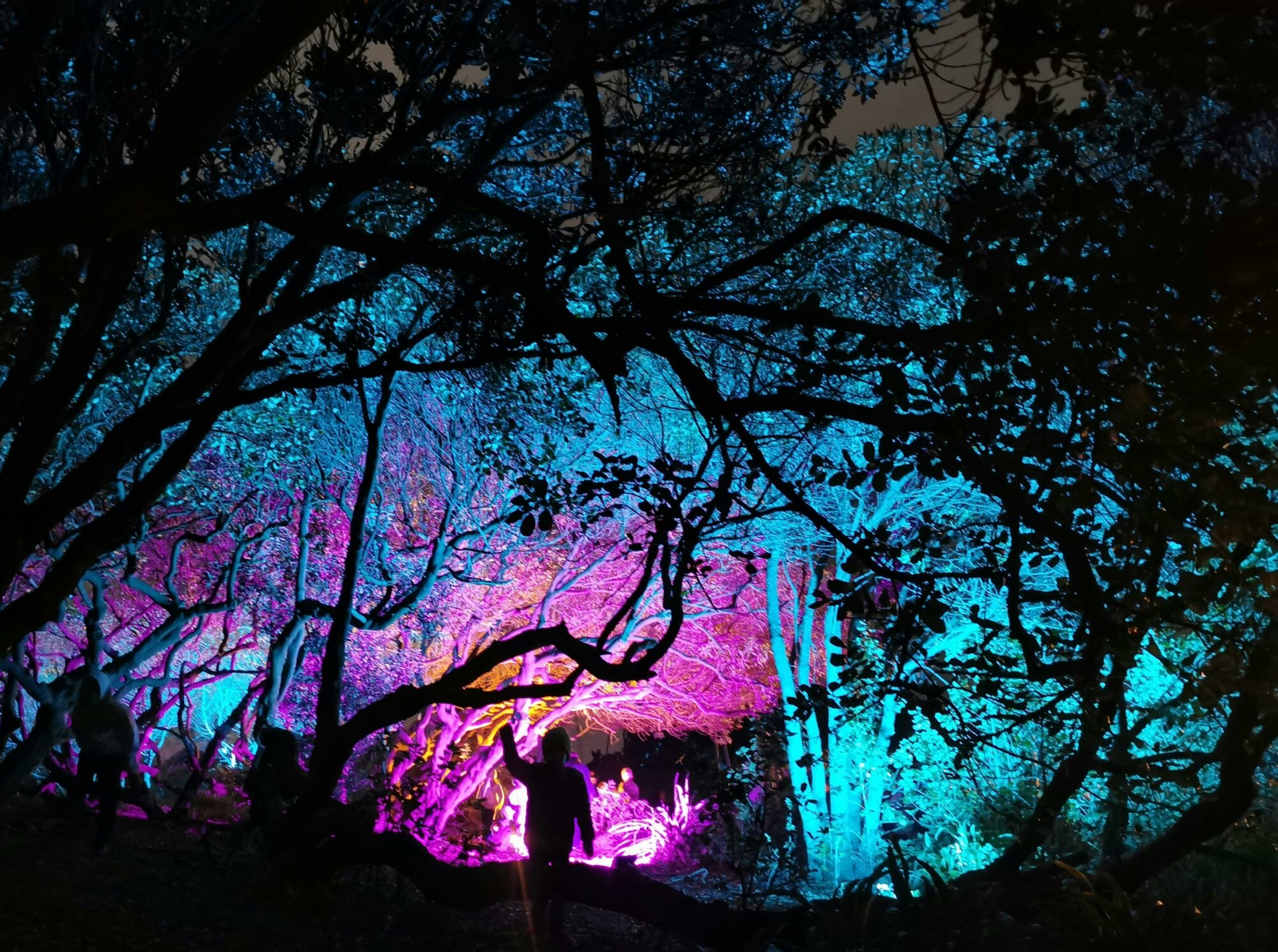 Illuminated treescape in vibrant blue, pink and purple