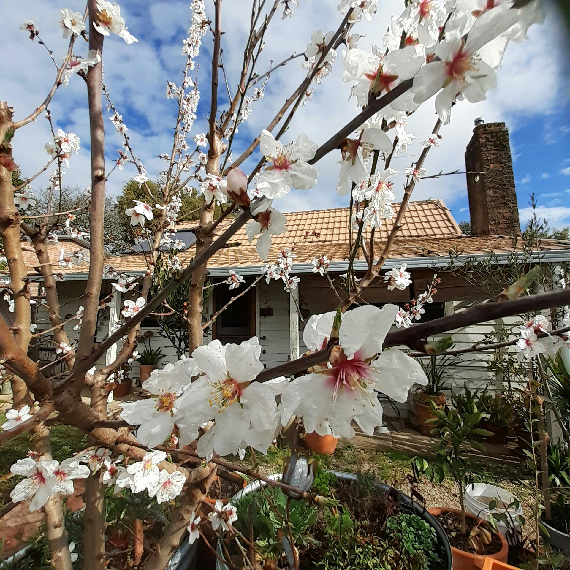 Photo of back of house with the almond tree in blossom