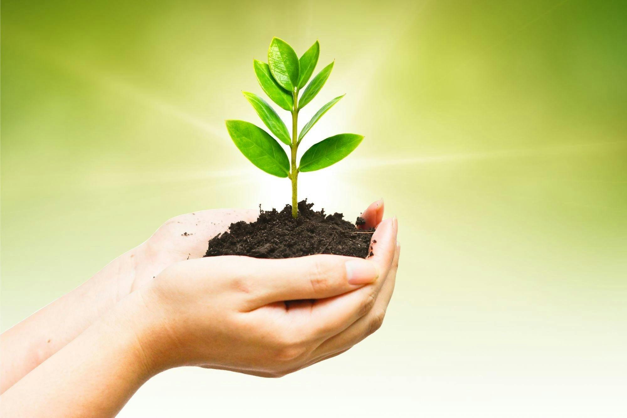 Tree seedling