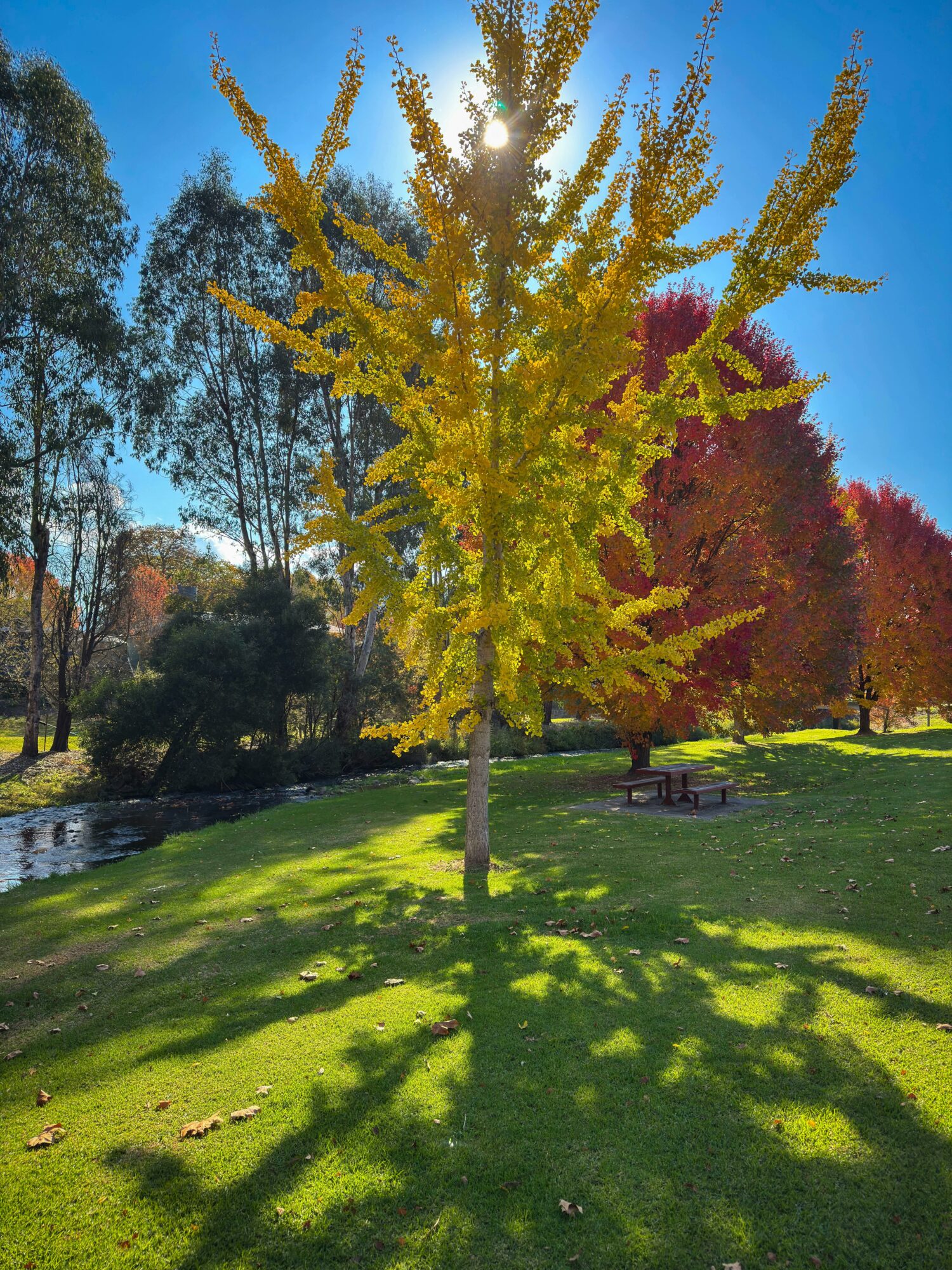 Autumn leaves and a river at a park