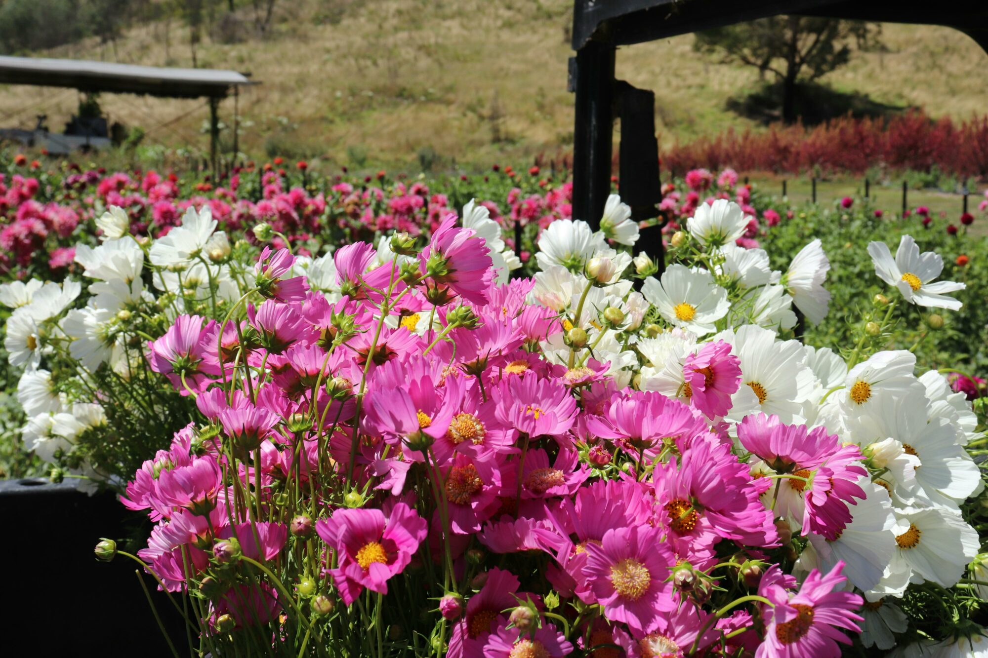 Wide view of flower fields with bright pink and white blooms under a clear sky.
