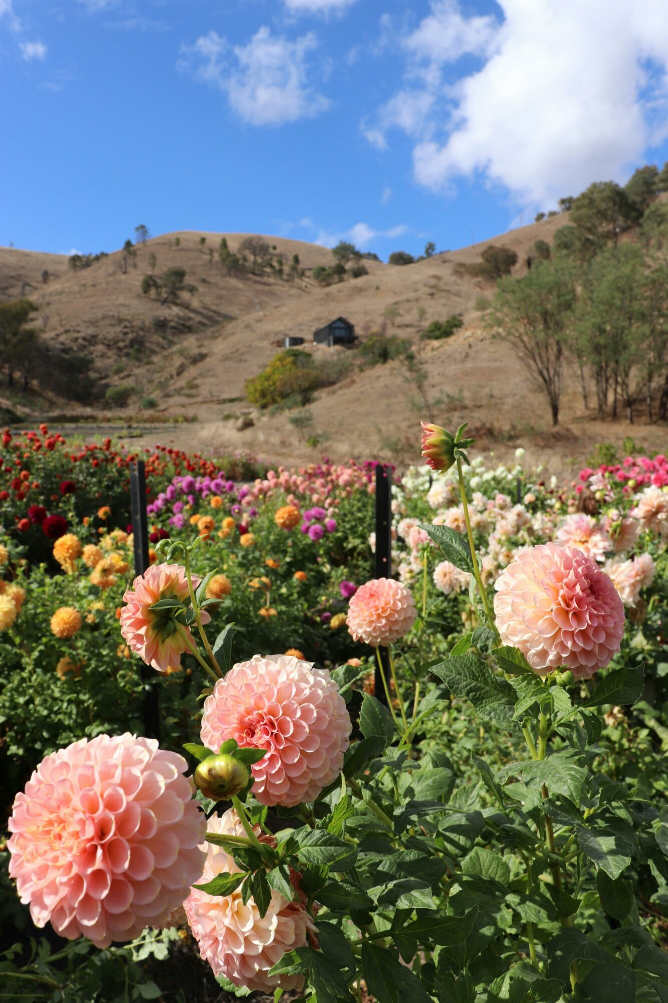 iew of Villa Minto nestled above colourful flower fields with rolling hills in the background
