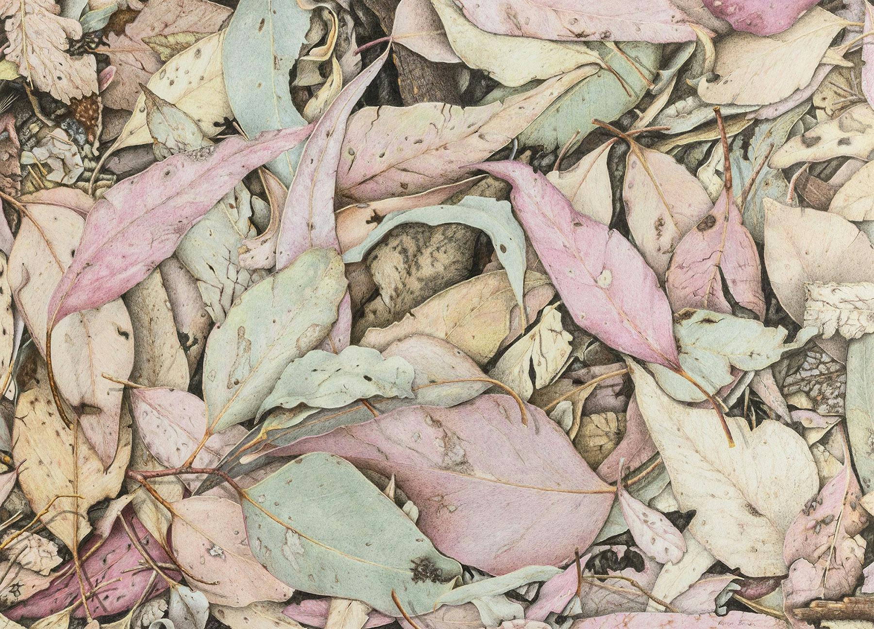 A coloured pencil drawing of a variety of eucalyptus leaves