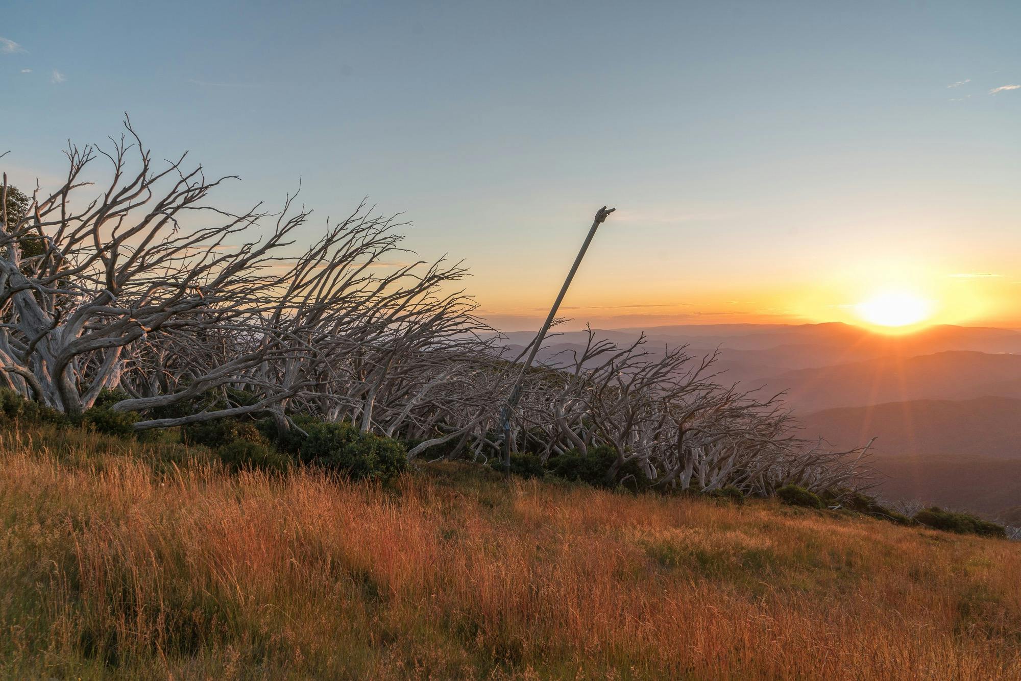 View from Mt Buller over scrubby trees and yellow grass to the hills beyond and the setting sun.