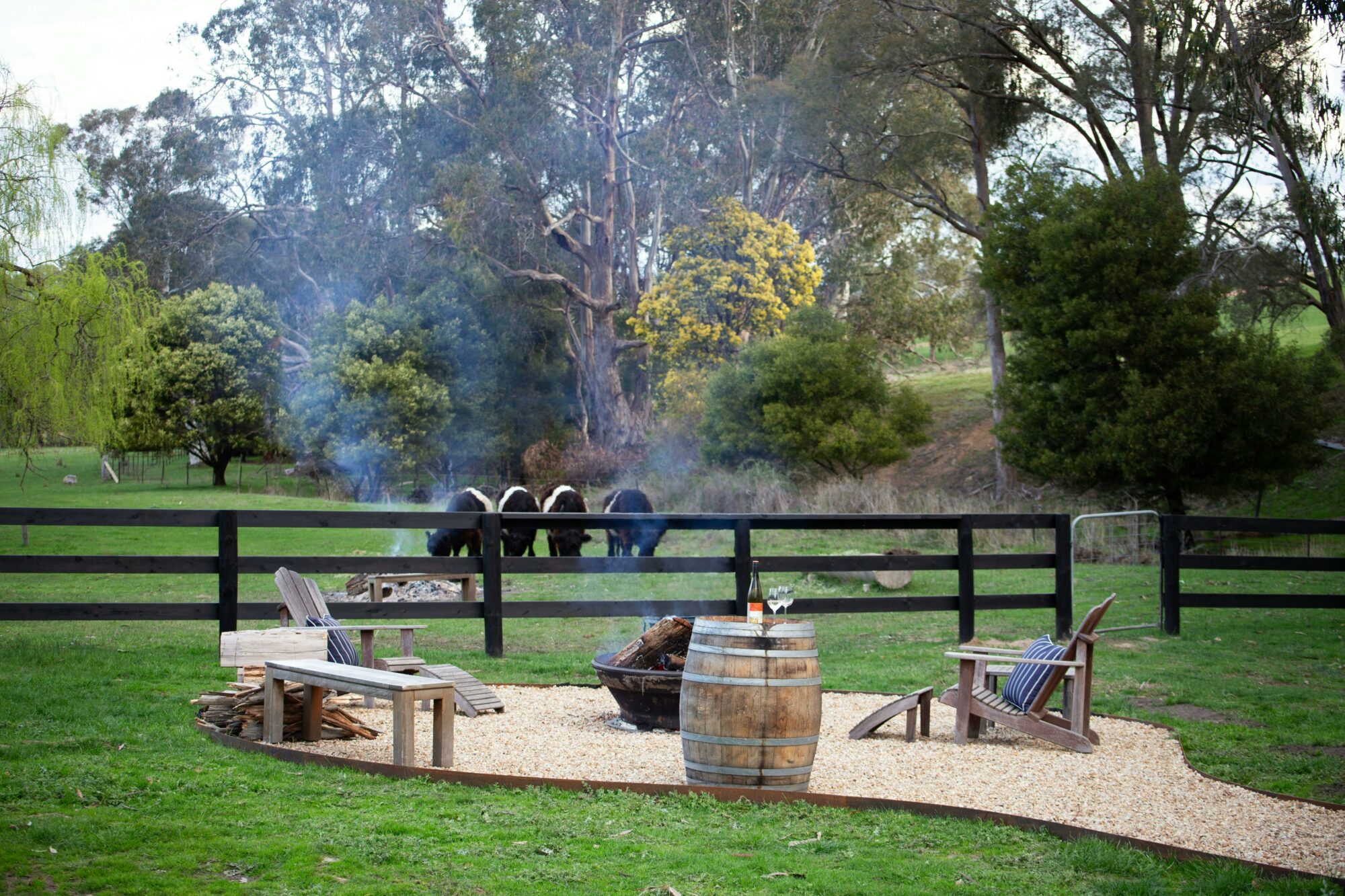Firepit area with Adirondack chairs and wine barrel table  miniature Belted Galloway Cows in paddock