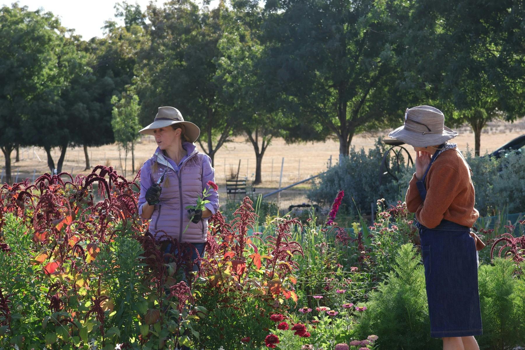 Pick your own vase of organically grown fragrant roses and supporting flowers