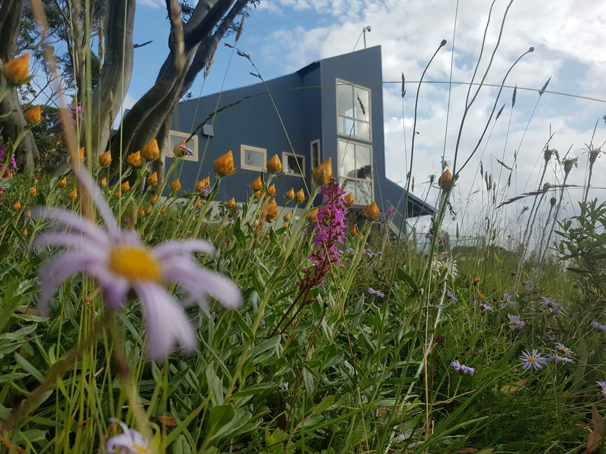 Alpine wildflowers colour the landscape in the 