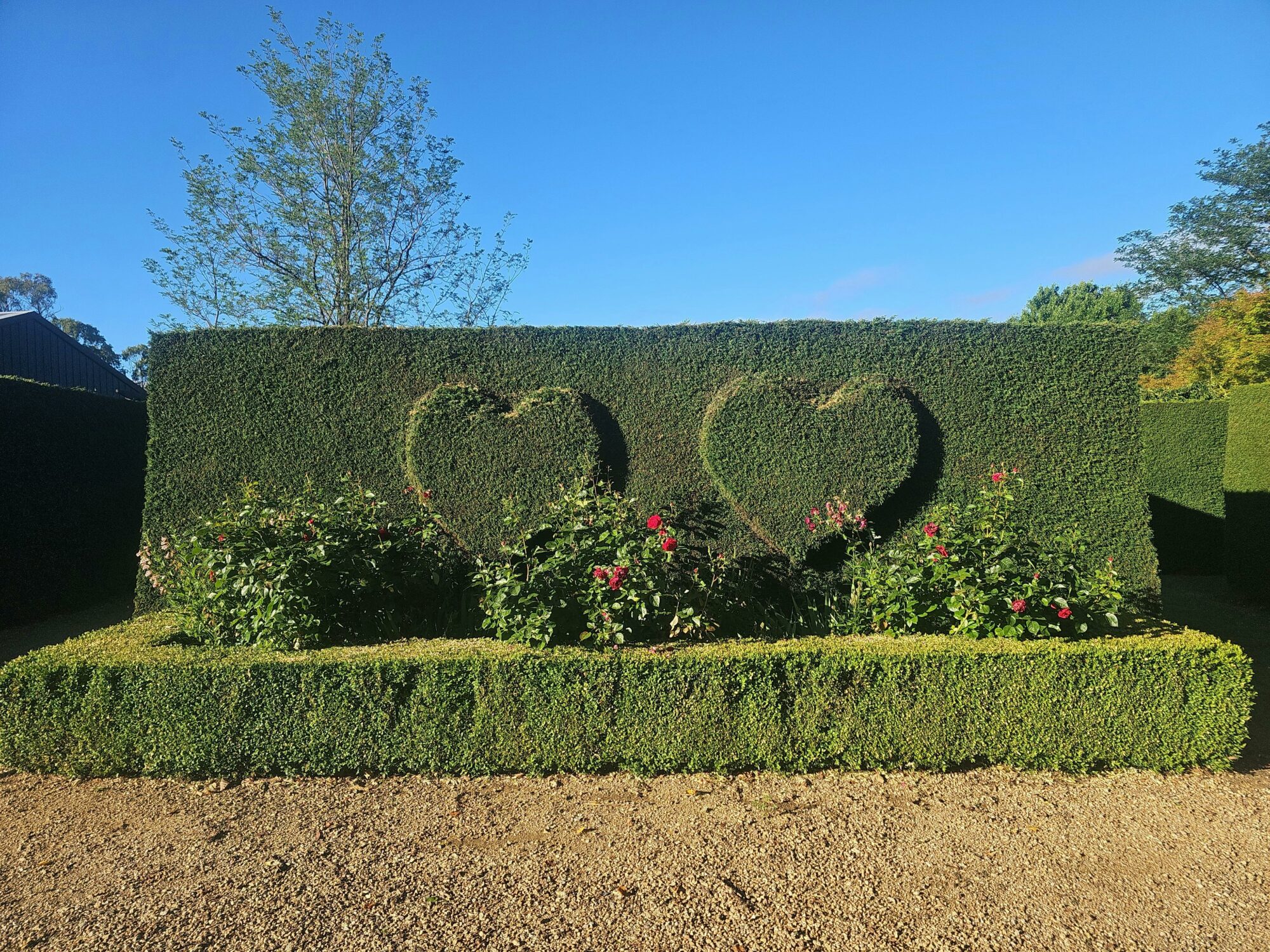 Hearts and roses in a hedge