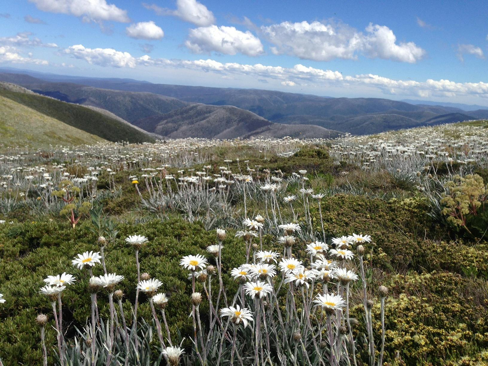 Hotham Summer Wild Flowers