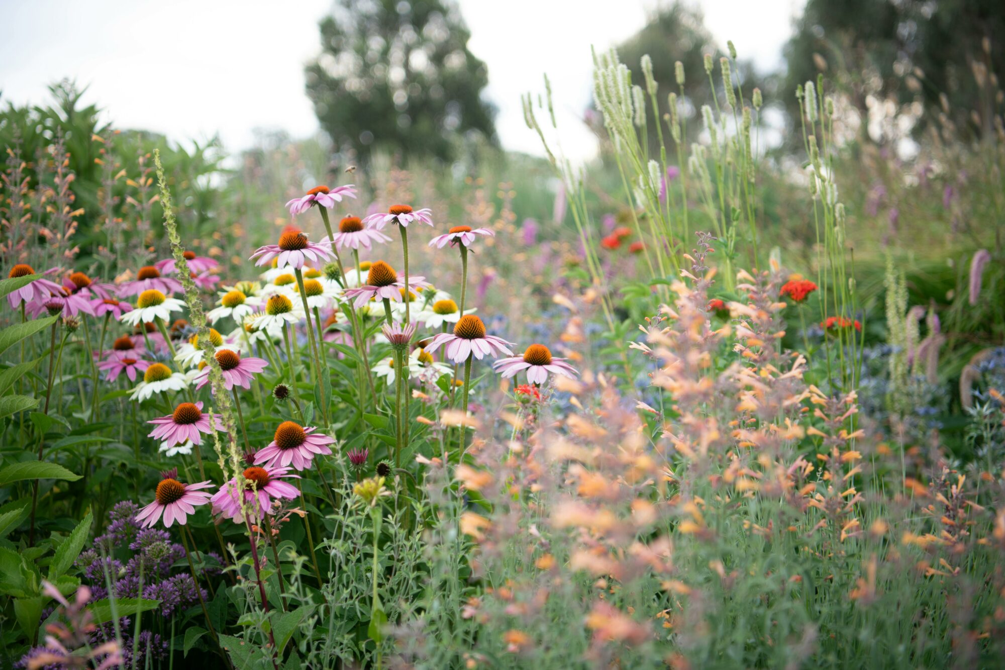 Open Gardens Victoria  - The Barwitian, flowers waving in the breeze