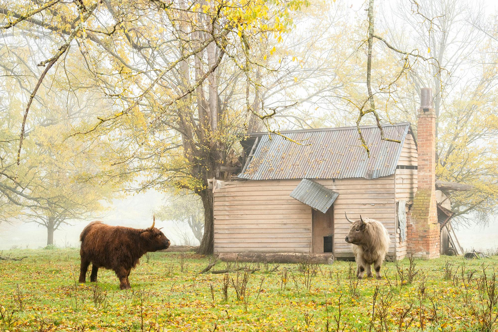 Photograph of two cows in Autumn