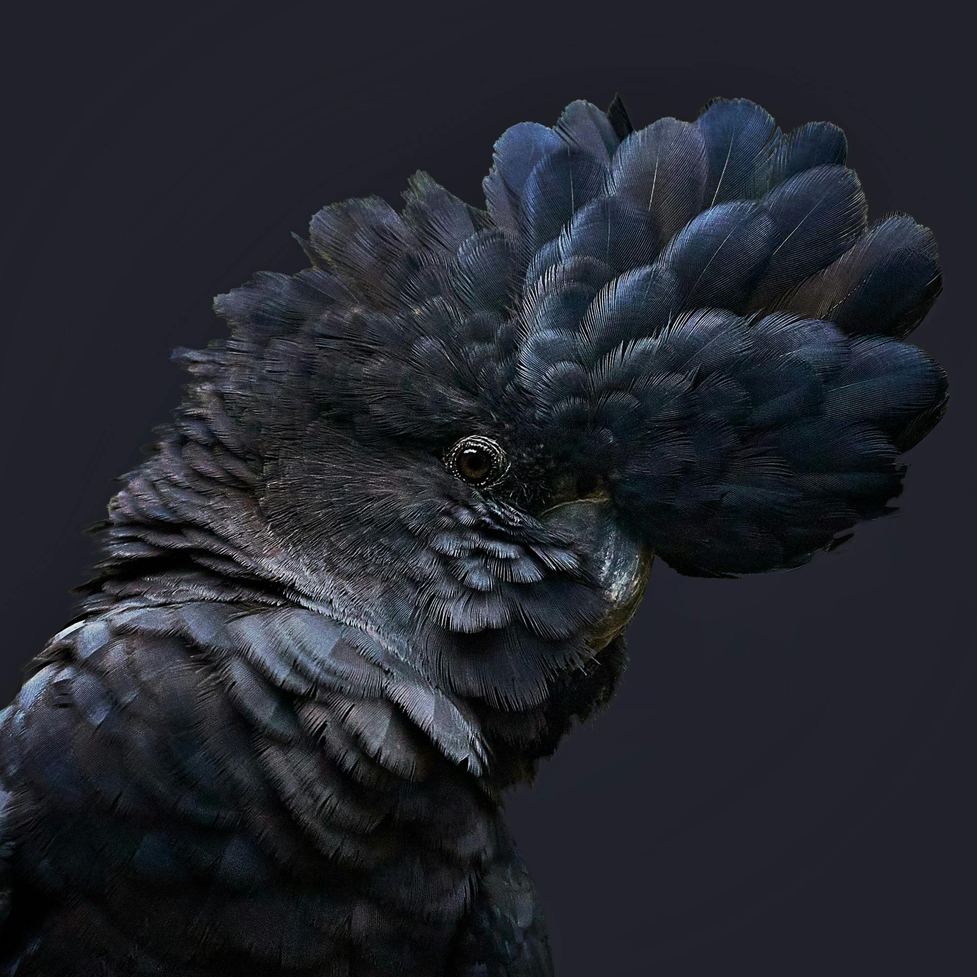 Black Cockatoo Portrait by David Godfrey