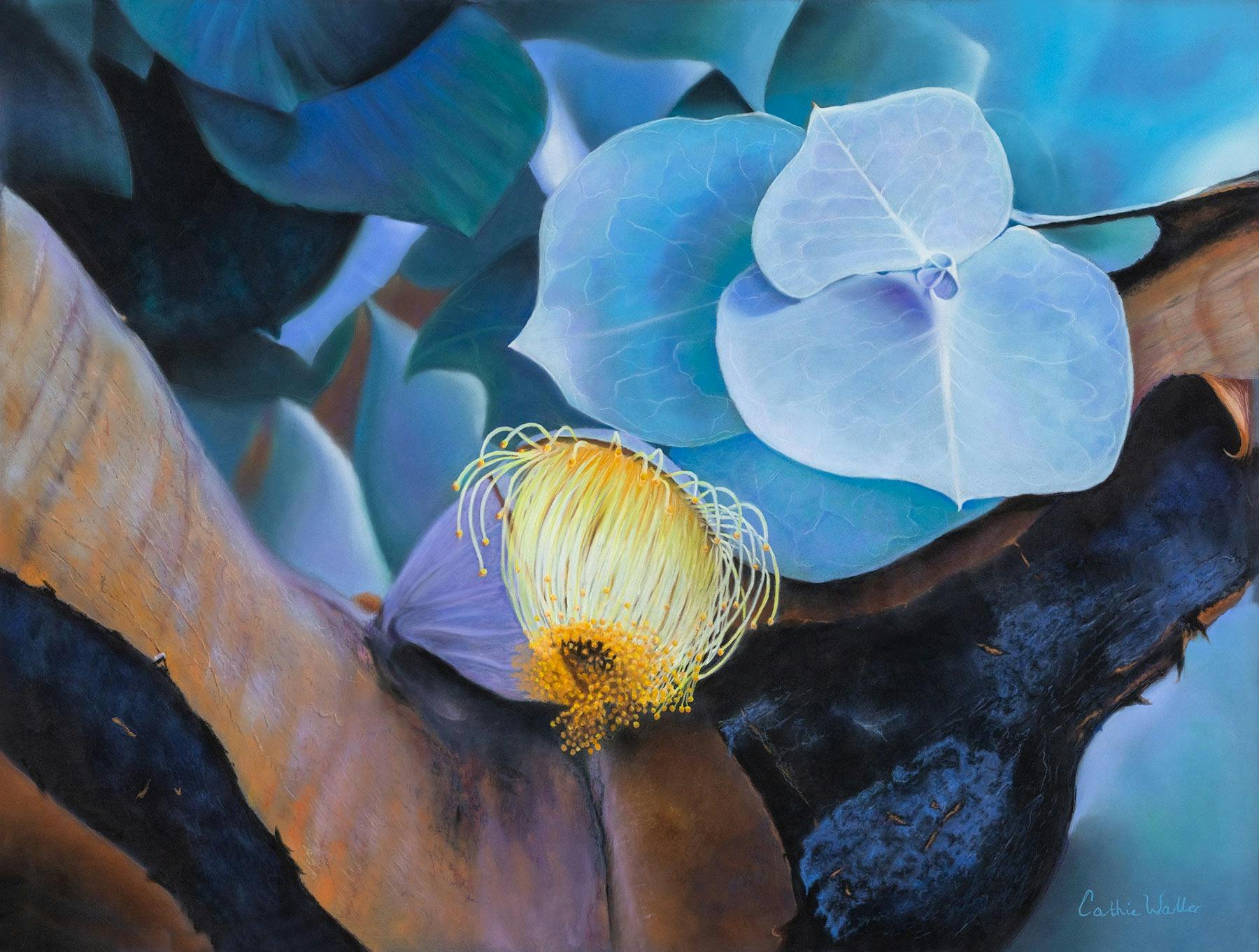 Eucalyptus Rhodantha