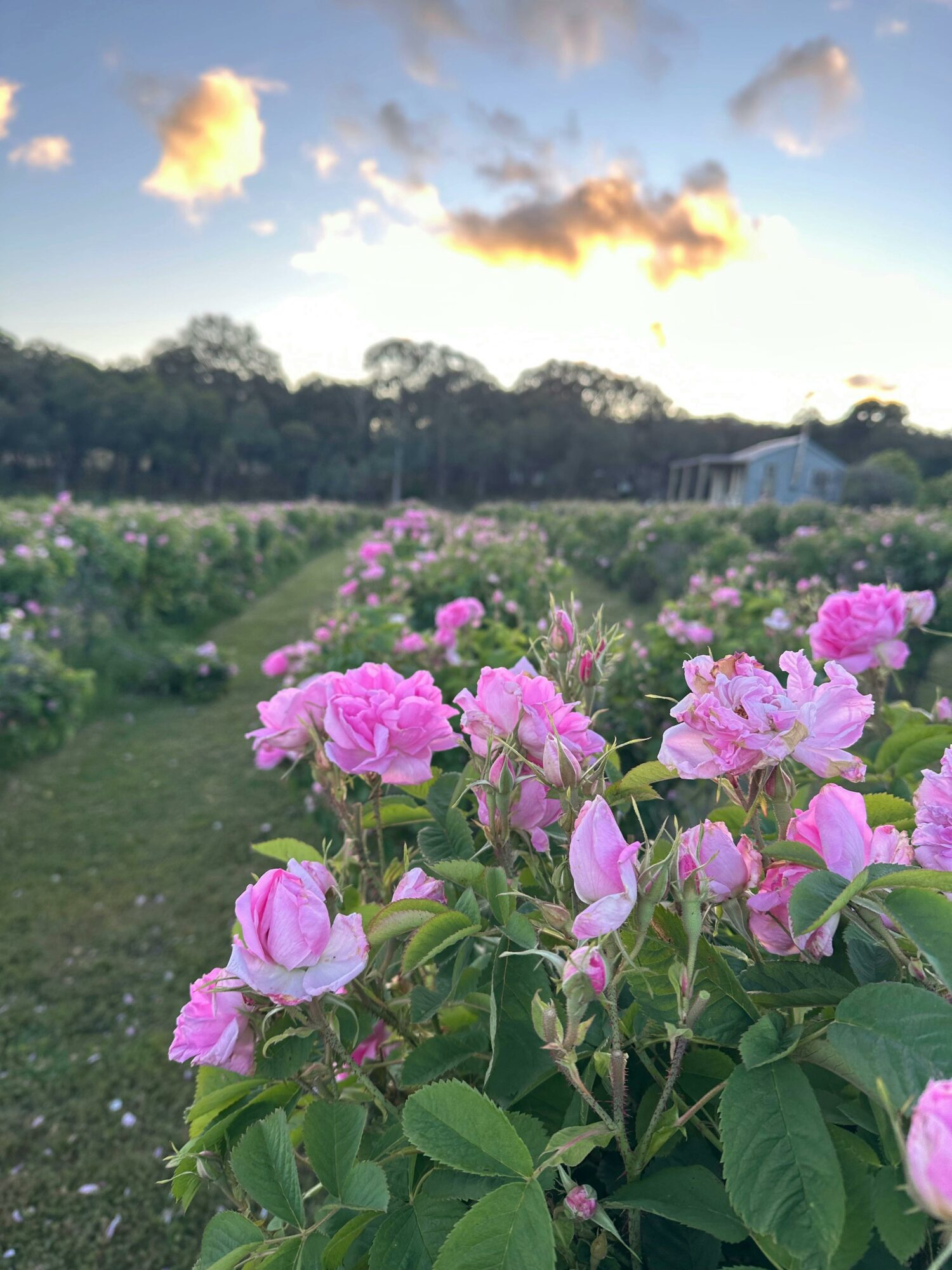 rose field