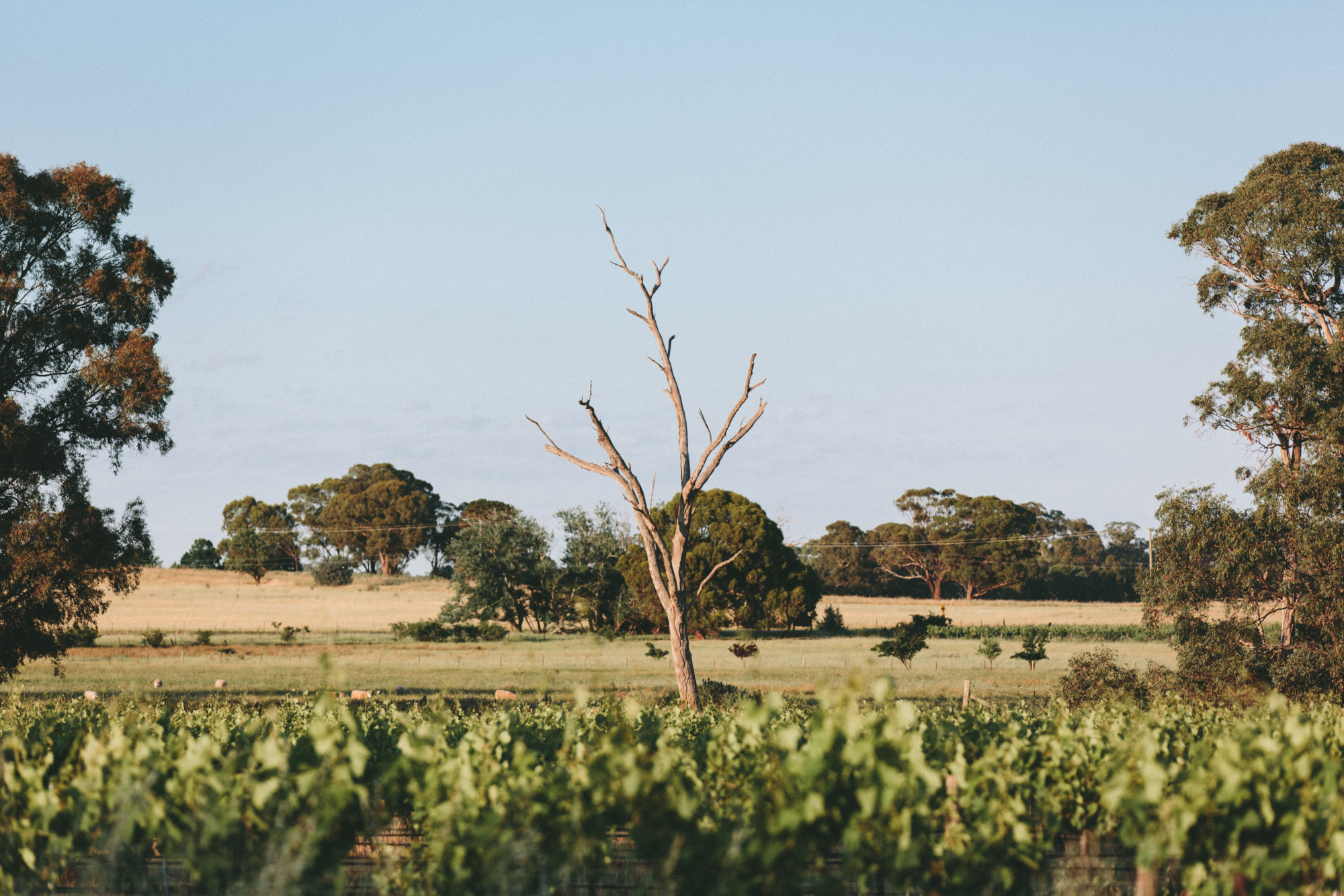 The Cornishtown Loop - Victoria's High Country